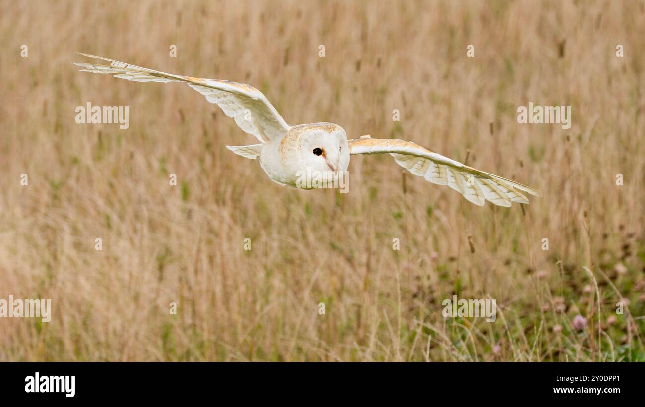 Barn Owl, Bedfordshire, Großbritannien Stockfoto