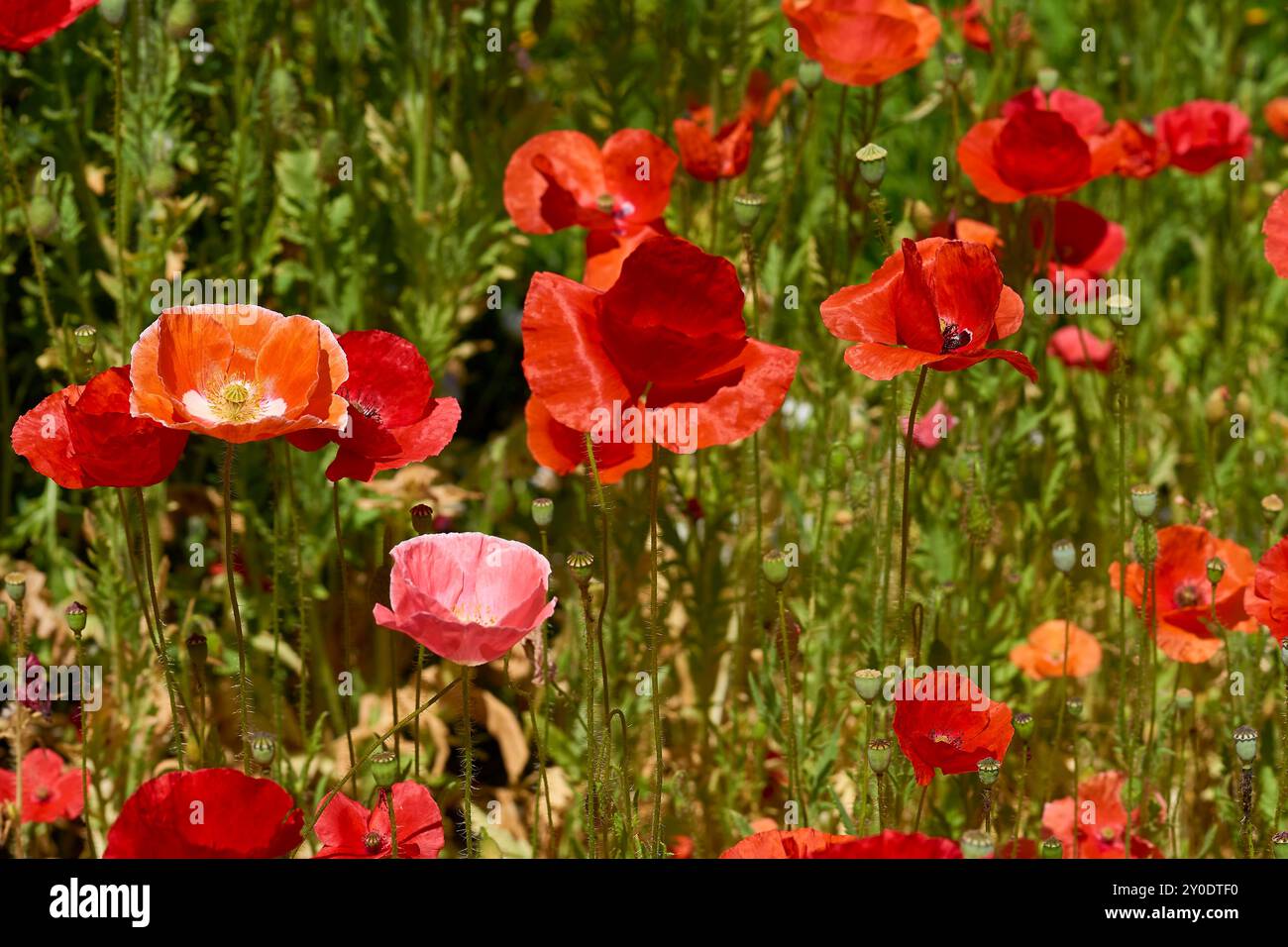 Eine krautige Pflanze mit auffälligen Blüten, milchsaft und abgerundeten Samenkapseln. Alkaloide und sind eine Quelle von Medikamenten wie Morphin Stockfoto