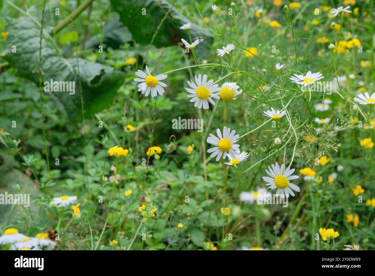 Die Apotheke Kamille blüht. Romantische Pflanzen. Natur floraler Hintergrund. Hüttengarten. Stockfoto