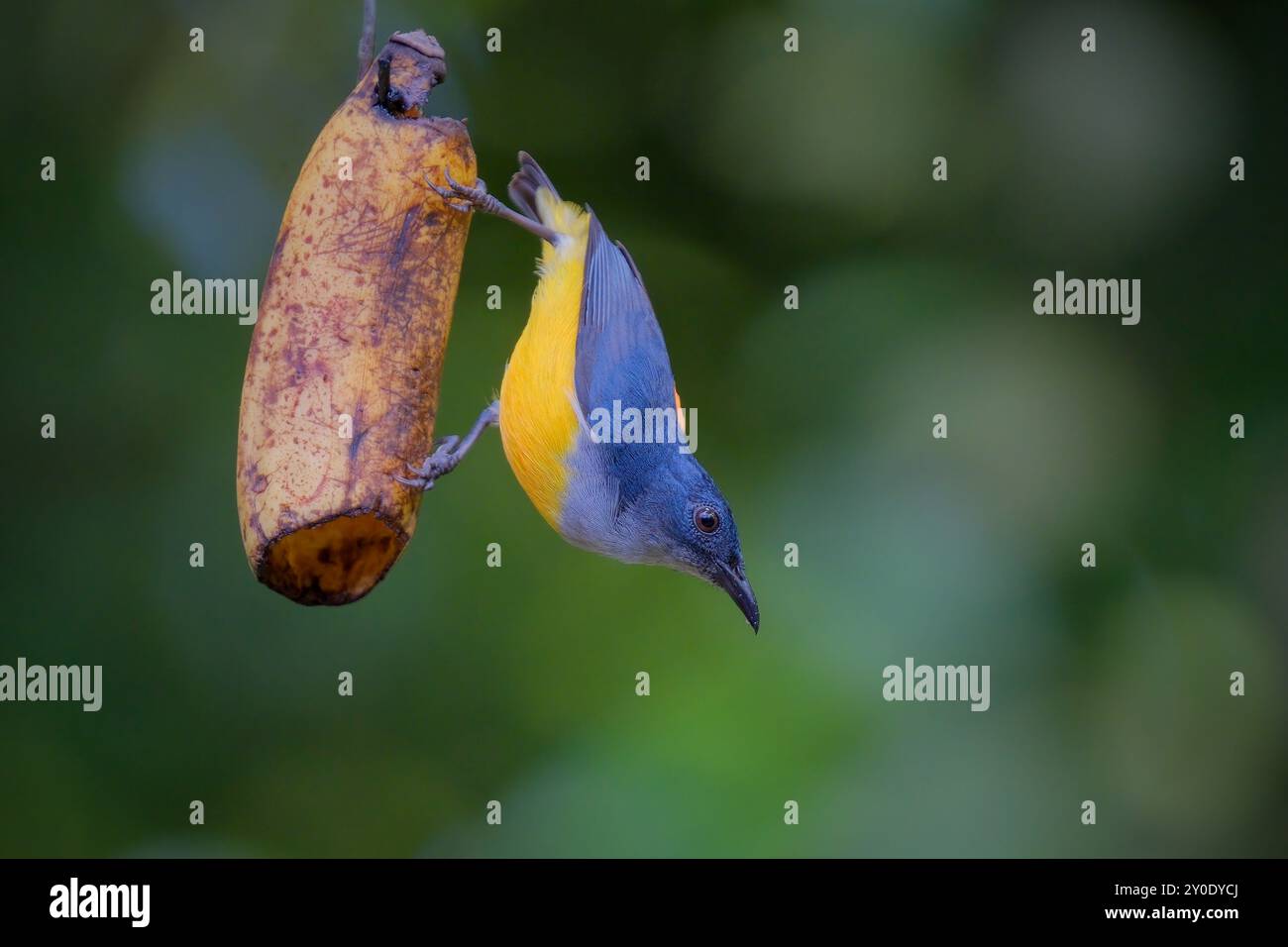 Orangenbauch-Blumenpecker am Ast Stockfoto