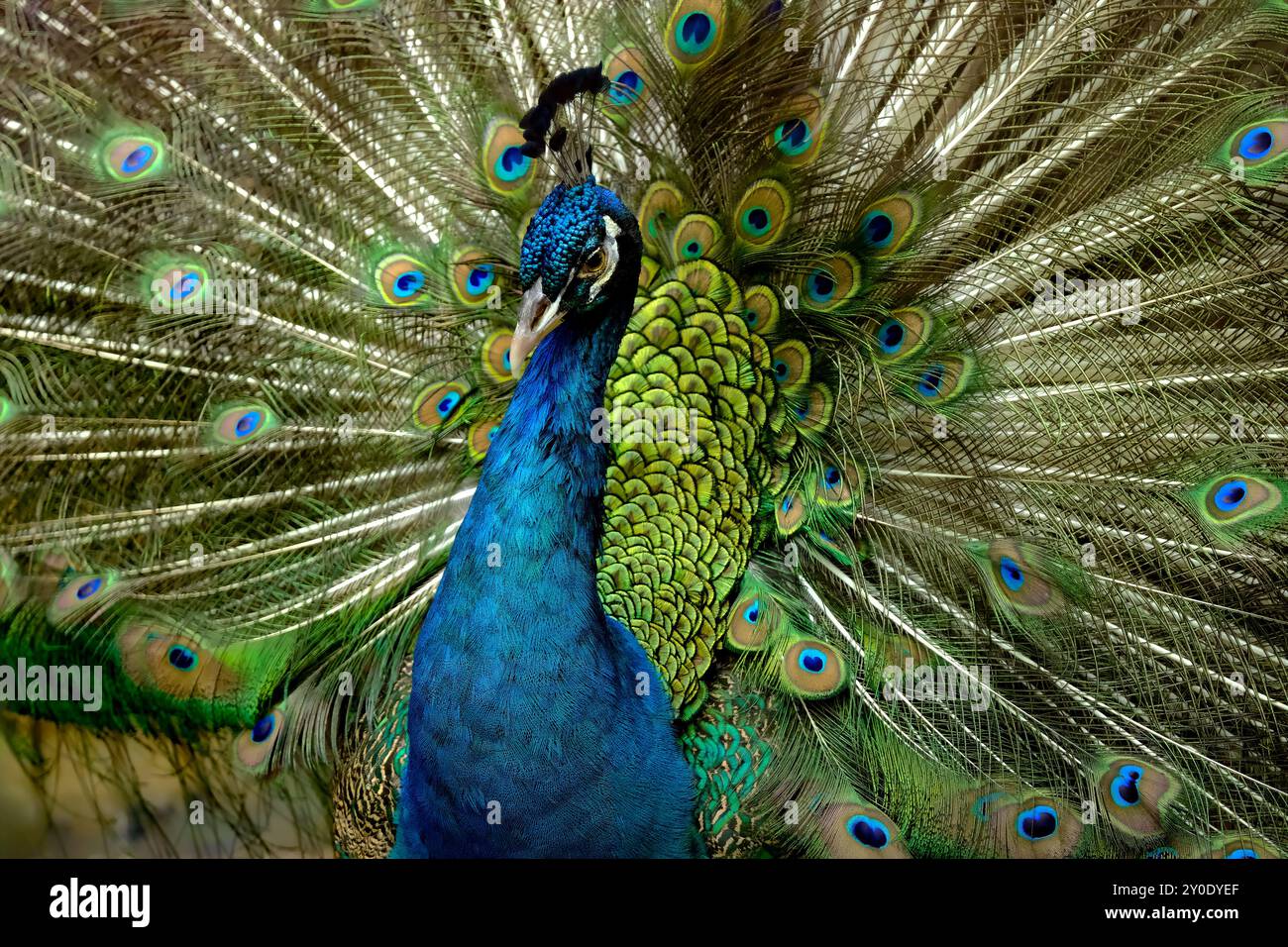 Indischer Pfauenpfauz (Pavo cristatus) Blauer Pfau Stockfoto