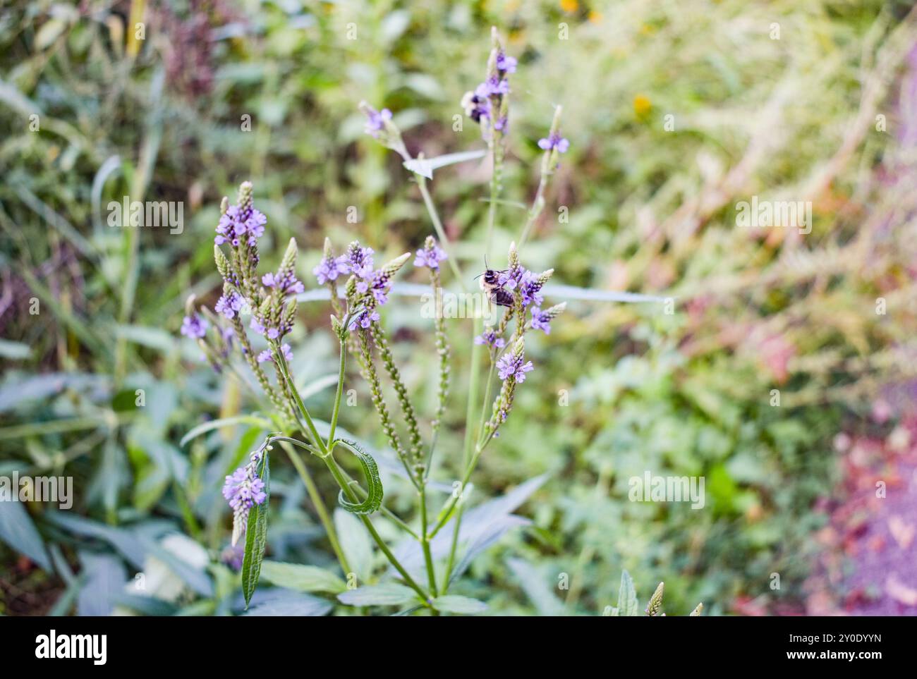 Biene auf lila Blume auf der Wiese Stockfoto