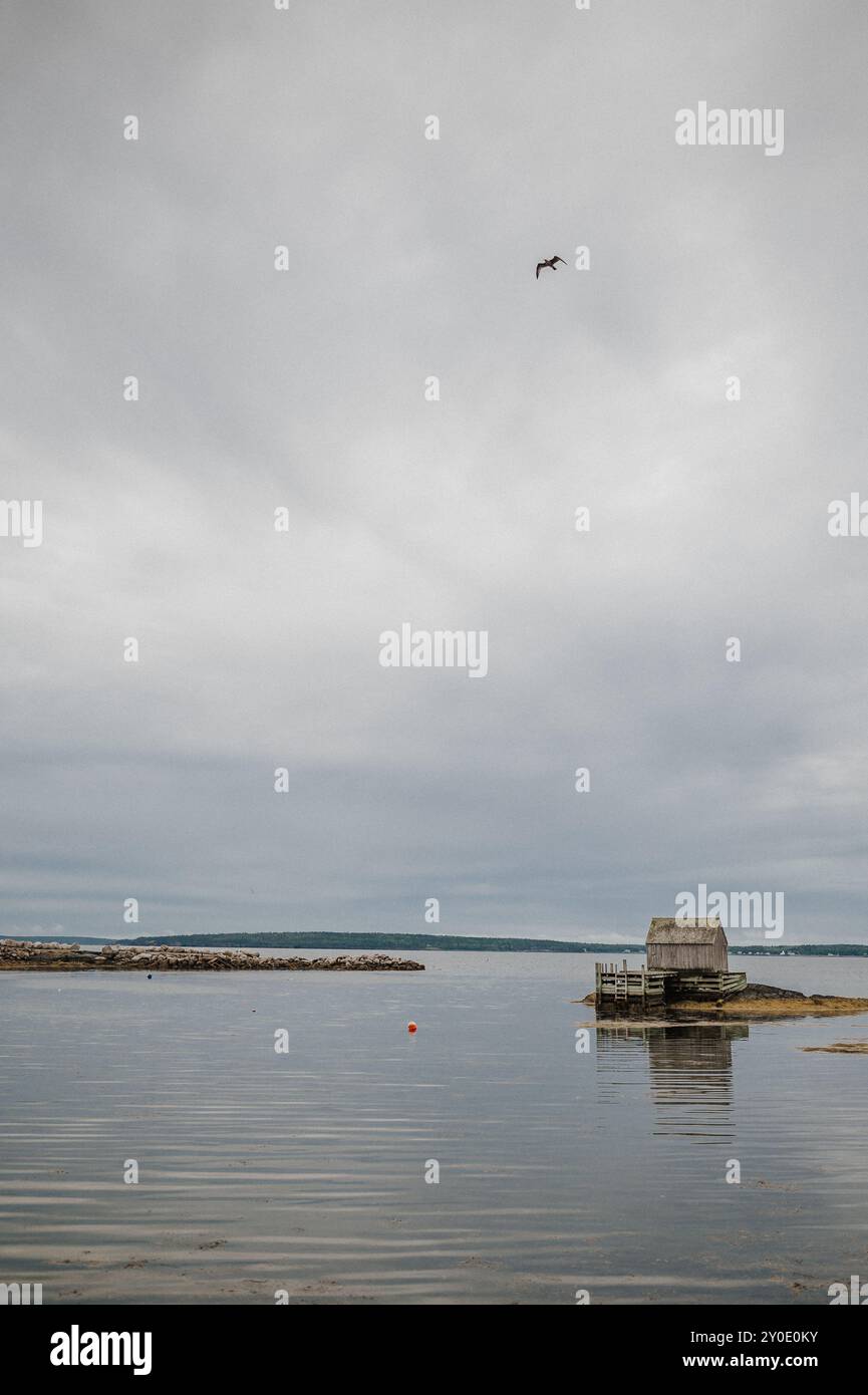 Möwe fliegt über eine alte Fischerhütte an der Küste von Nova Scotia Stockfoto