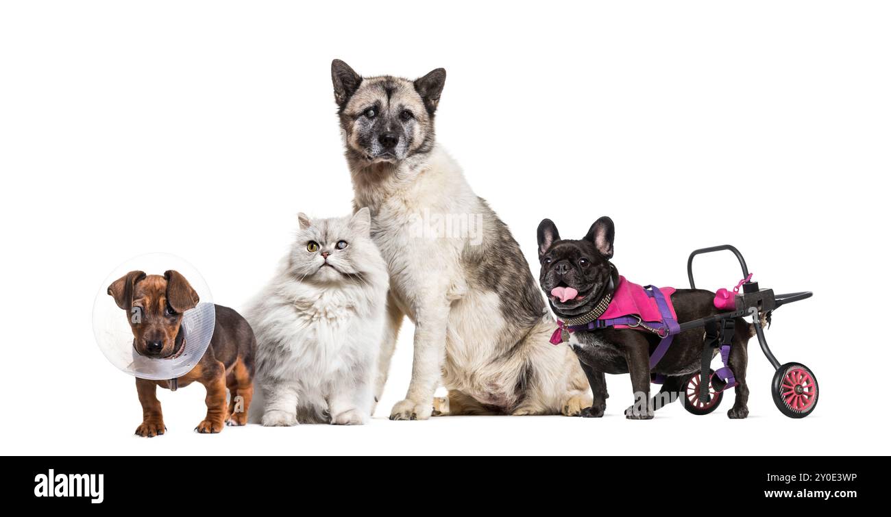 Inklusive Gruppe von Tieren in kranker und schlechter Gesundheit, mit einem Hund im Rollstuhl, einer Katze und einem Hund blind auf einem Auge und einem Hund mit einem Kegel. Stockfoto