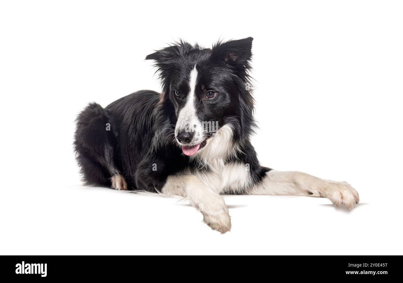 Junger Schwarzweiß-Collie, der unten liegend mit Pfoten auf leeren Platz für Text schaut, isoliert auf weiß Stockfoto