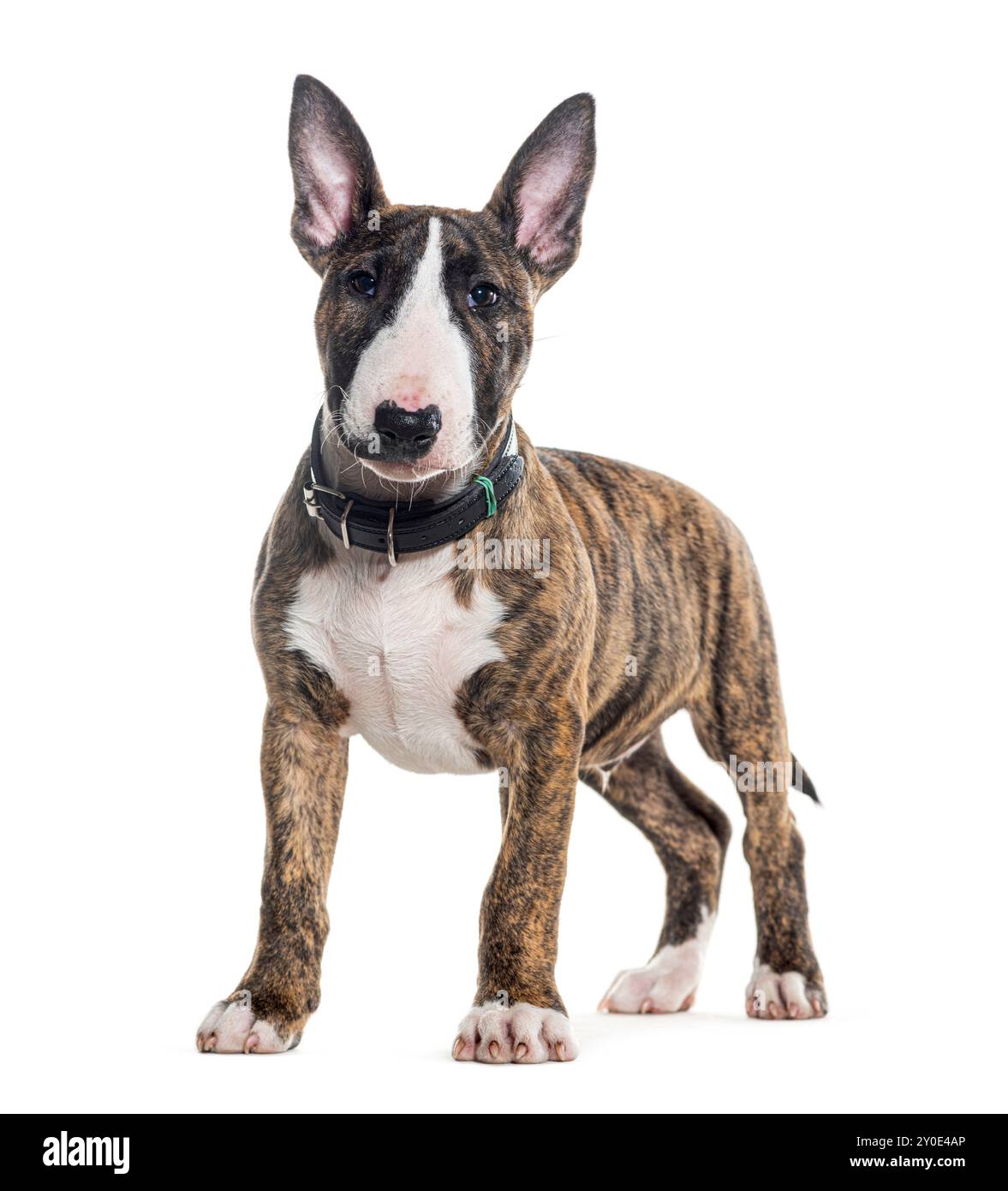 Stehender Bullterrier, der auf die Kamera blickt, isoliert auf weiß Stockfoto