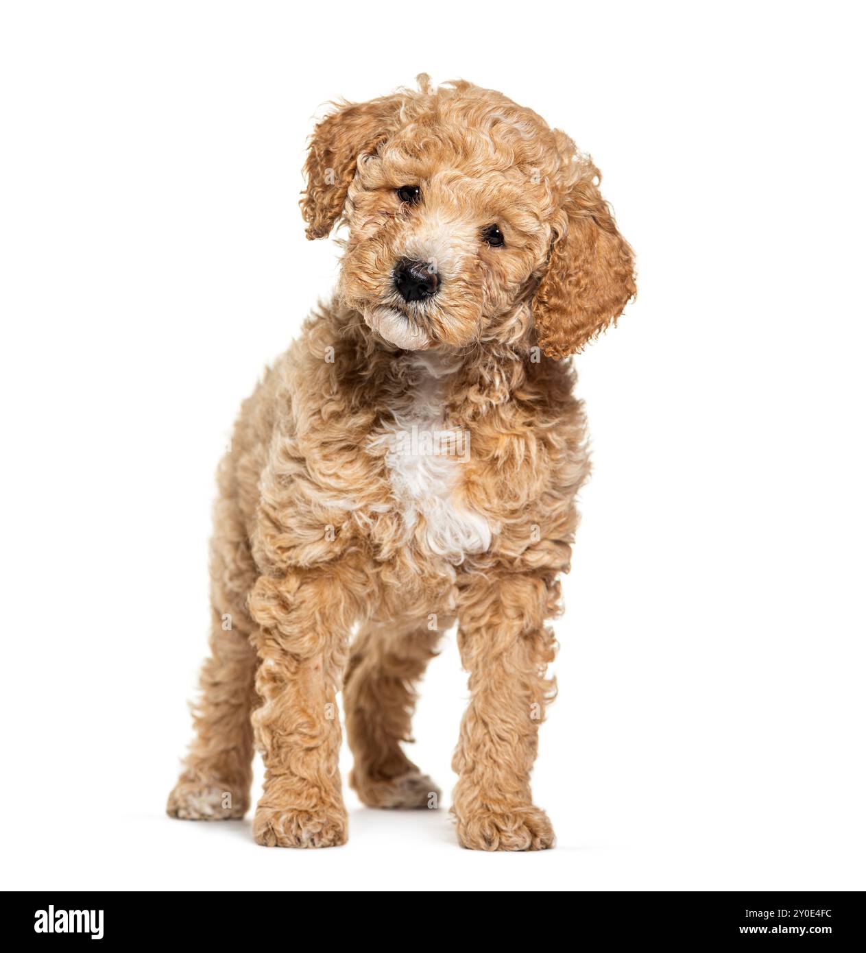 Labradoodle Hund, Kreuzungspudel mit labrador, Blick auf die Kamera, isoliert auf weiß Stockfoto