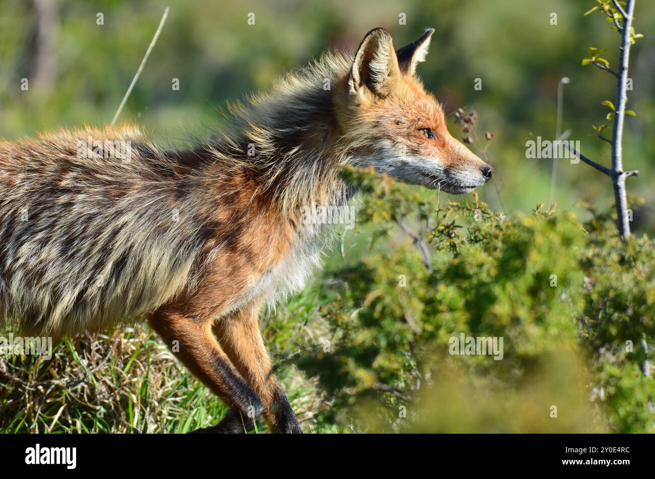 Winterfell ist auf Fuchs geblieben Stockfoto
