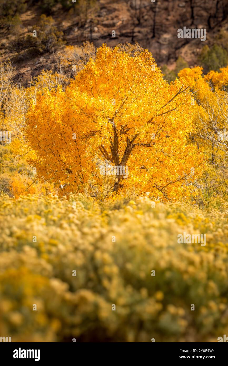 Siingle-Baum bedeckt mit Orangenblättern auf einer Wildblumenwiese im Oktober Stockfoto