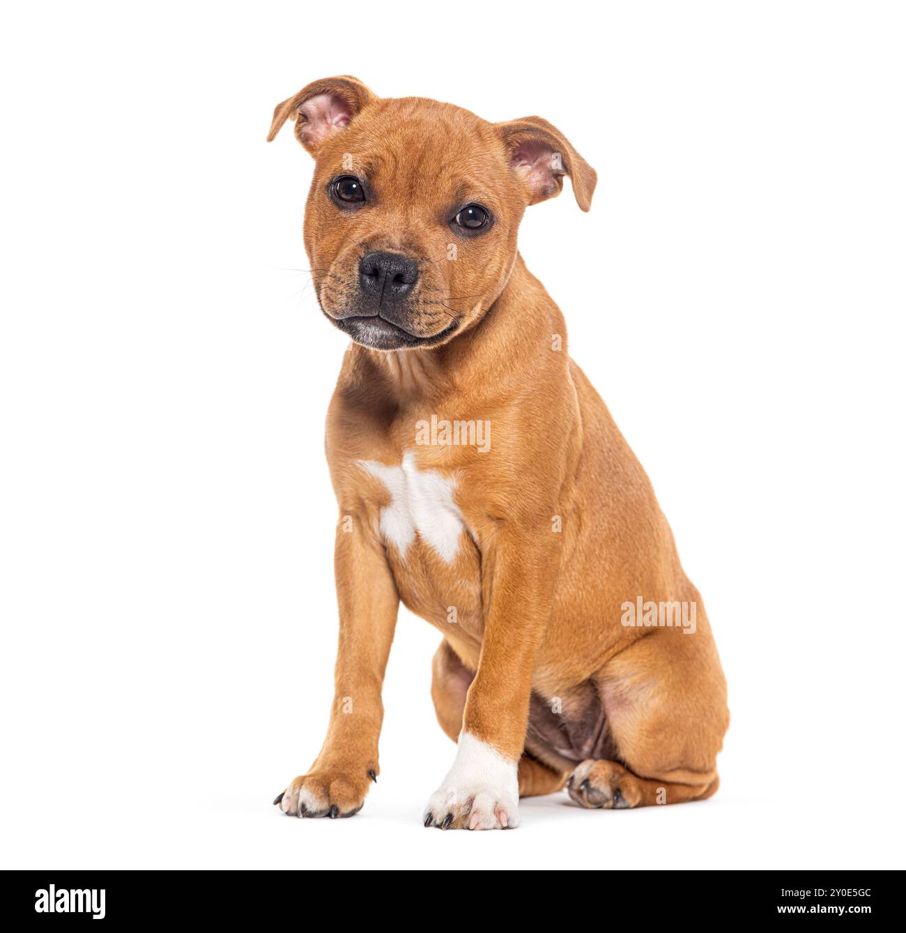 Sitzender Hündchen Staffordshire Bull Terrier, drei Monate alt, isoliert auf weiß Stockfoto