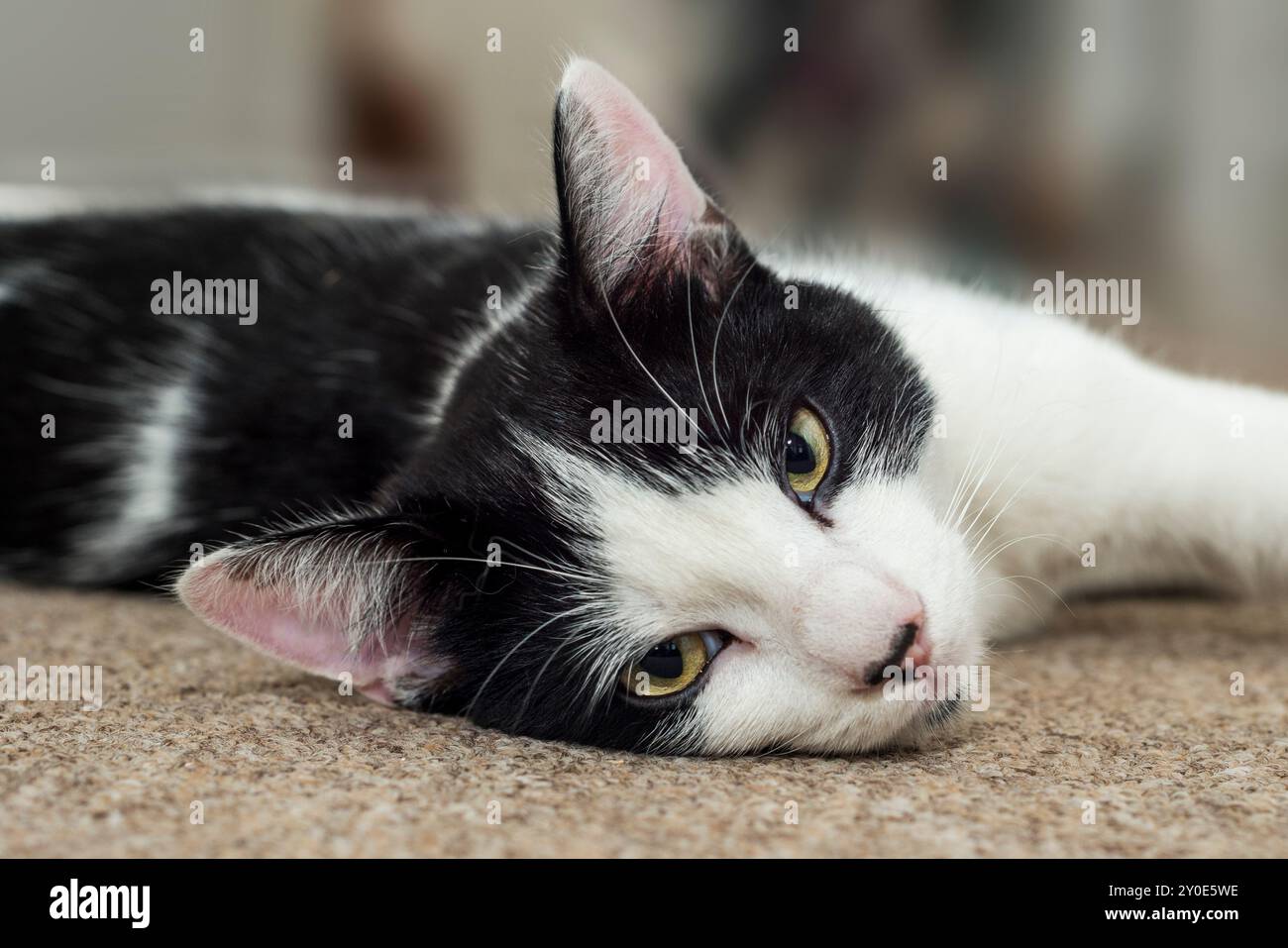 Schwarz-weiße „Smoking“-Katze mit Hauszubehör, die drinnen auf dem Sofa posiert Stockfoto
