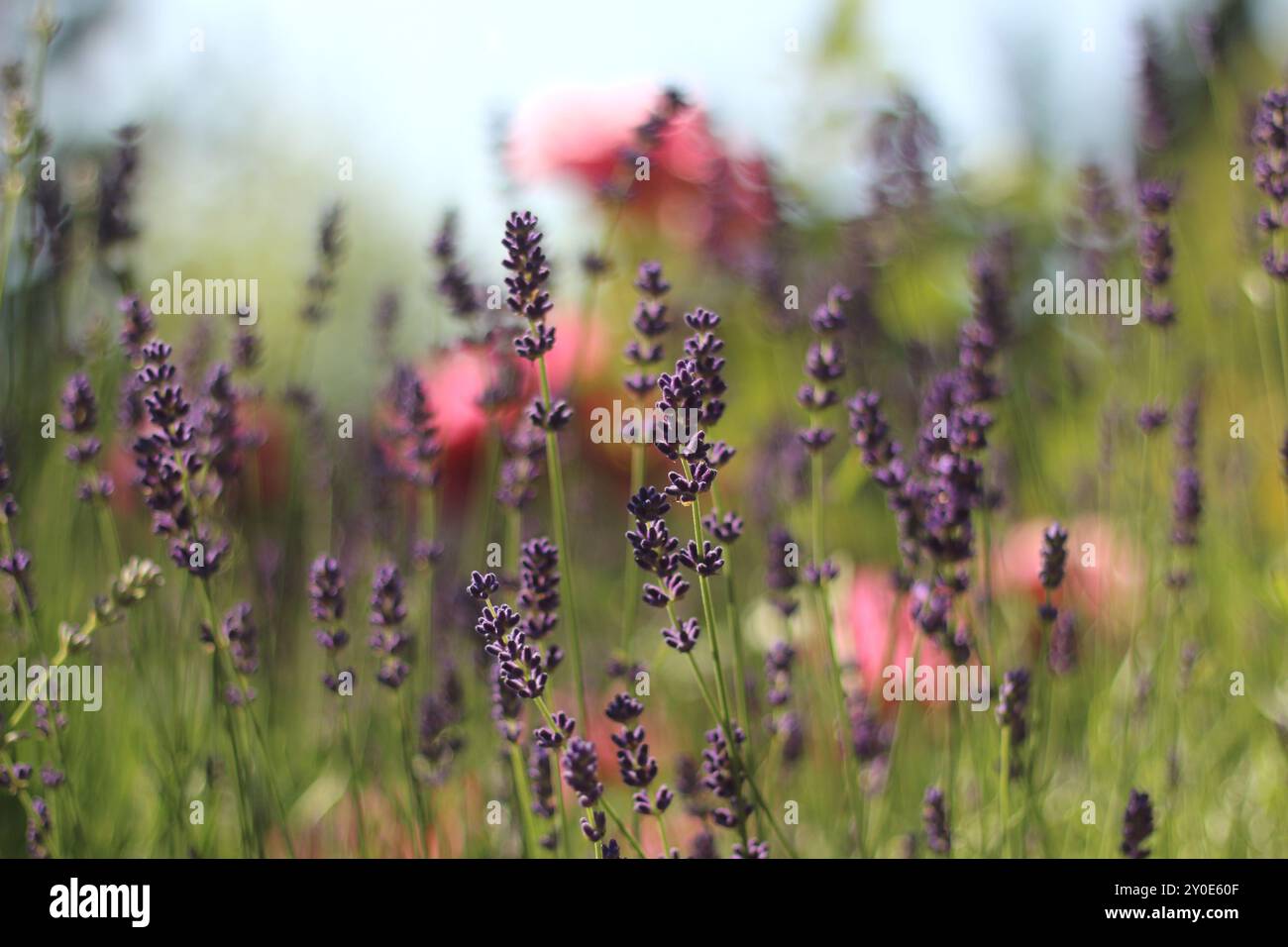 Ein zartes Blumenmuster mit leuchtendem Lavendel im Vordergrund und weichen, blühenden Rosen im Hintergrund. Das Bild erfasst die harmonische Bel Stockfoto