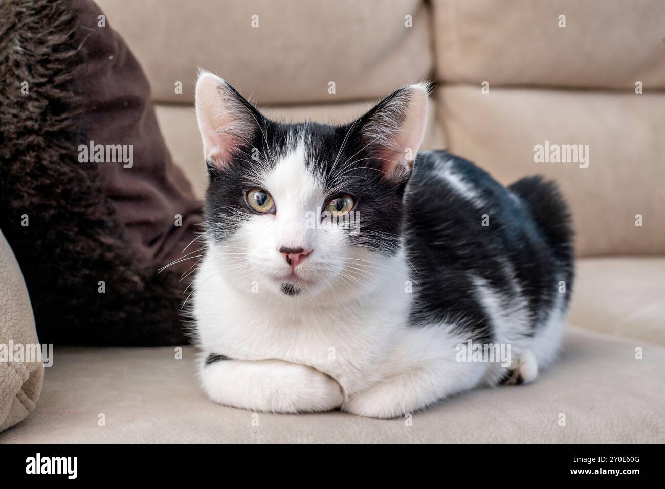 Schwarz-weiße „Smoking“-Katze mit Hauszubehör, die drinnen auf dem Sofa posiert Stockfoto