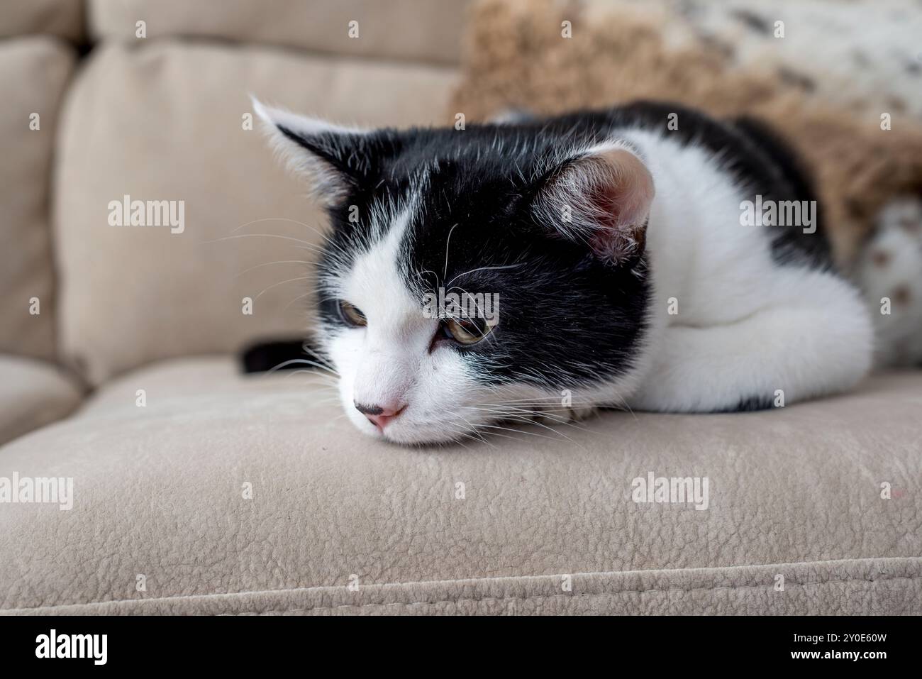 Schwarz-weiße „Smoking“-Katze mit Hauszubehör, die drinnen auf dem Sofa posiert Stockfoto