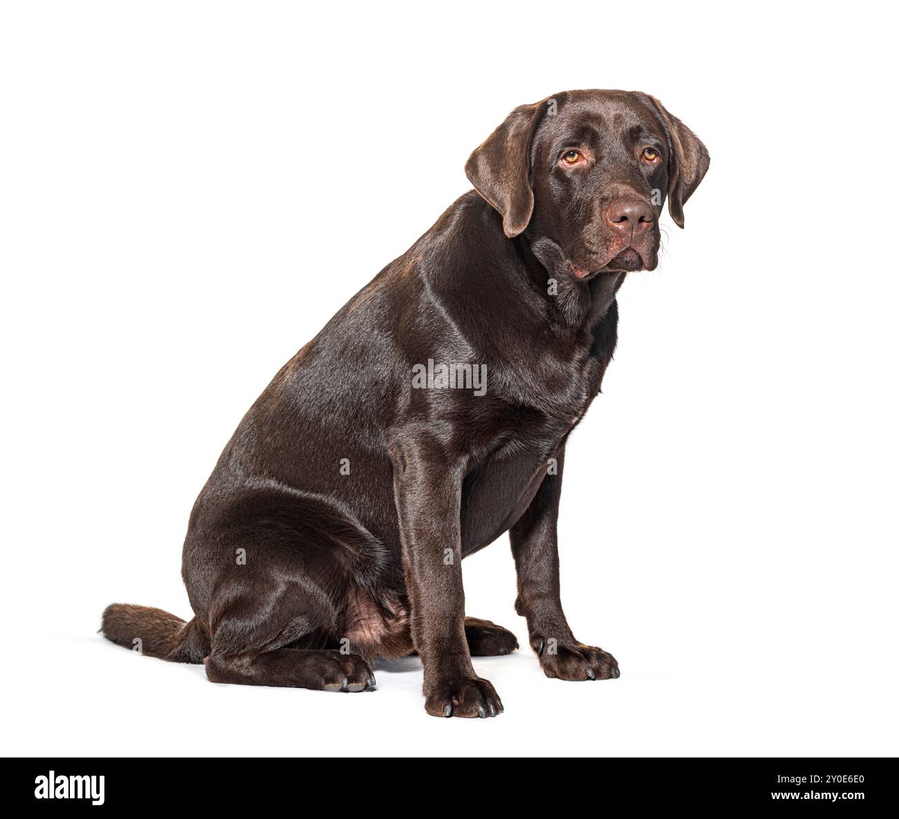 Chocolat Labrador, isoliert auf weiß Stockfoto