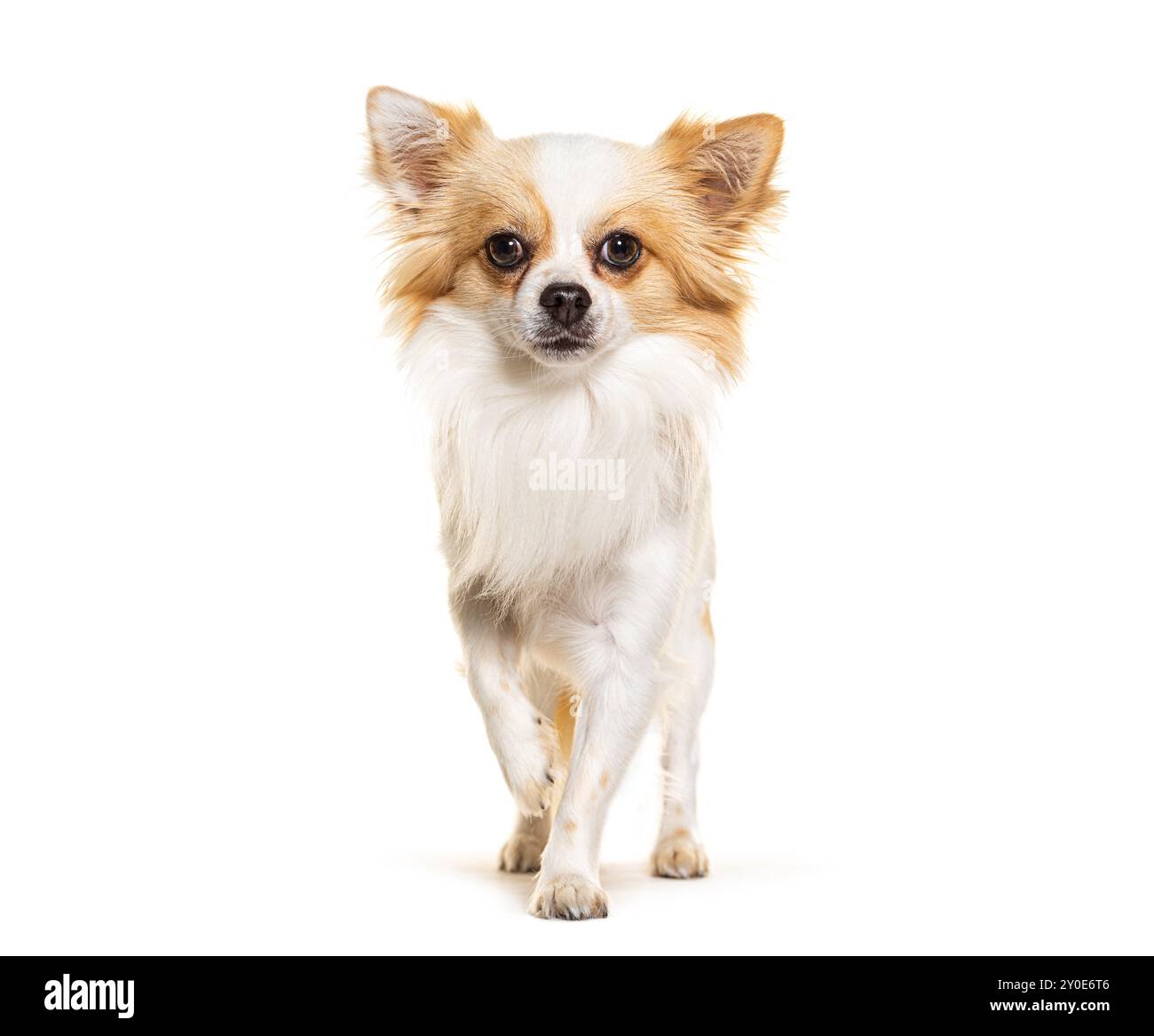 Stehend Chihuahua schaute und bewegte die Kamera nach vorne, isoliert auf weiß Stockfoto