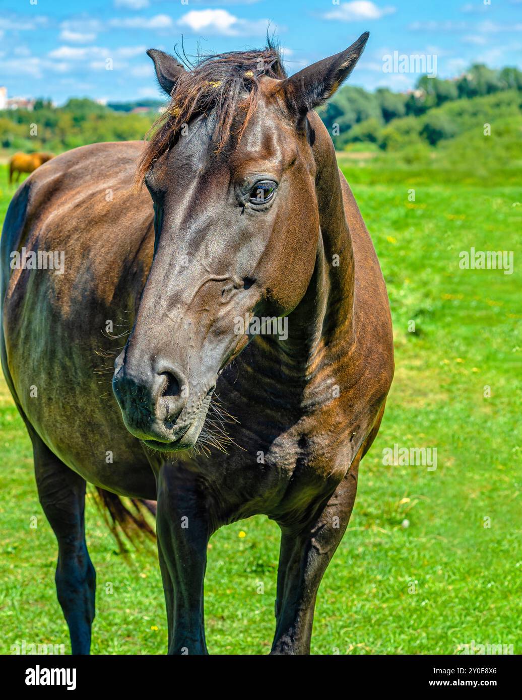 Vorderansicht des braunen Pferdes auf der Weide. Vernachlässigte Pferdemähne, großer Bauch. Veterinärmedizinisches Konzept. Stockfoto