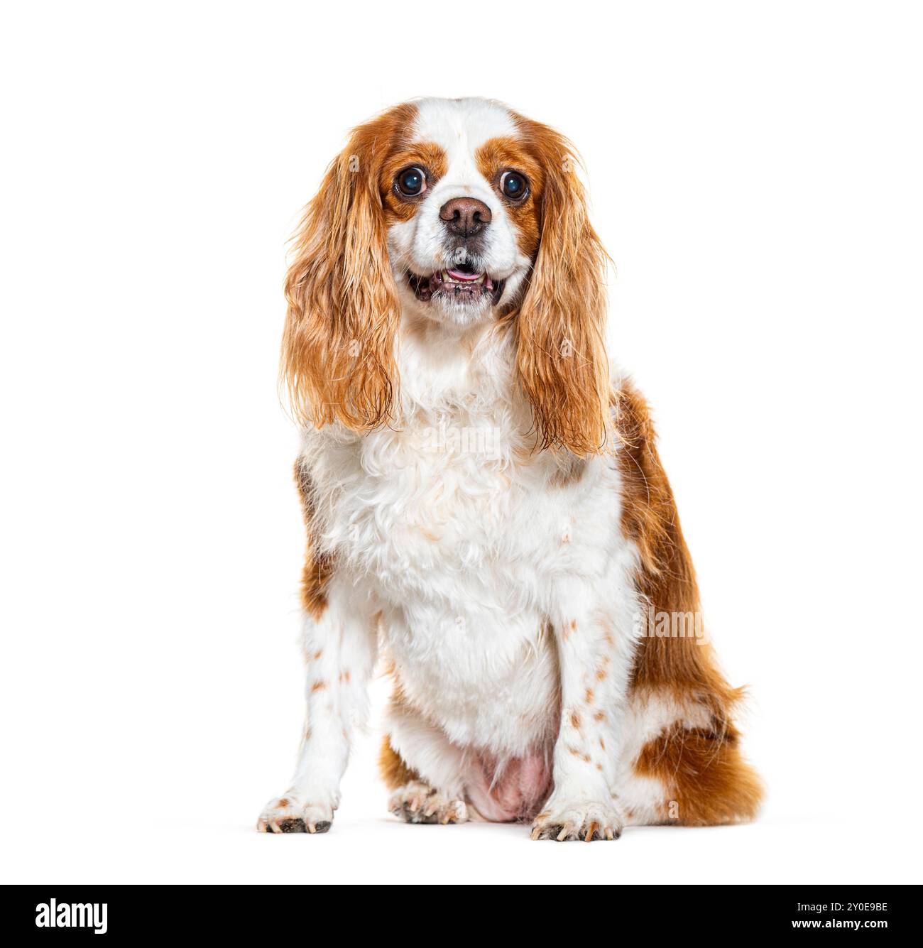 Kavalier König Charles Spaniel, isoliert auf weiß Stockfoto