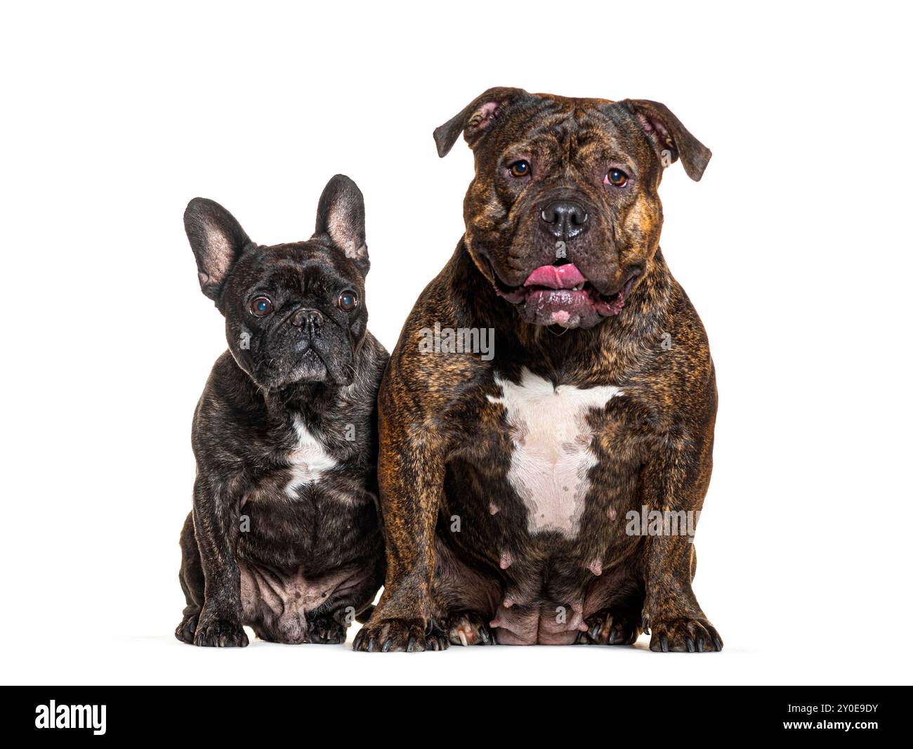 Französischer Bulldog und amerikanischer Tyrann, isoliert auf weiß Stockfoto