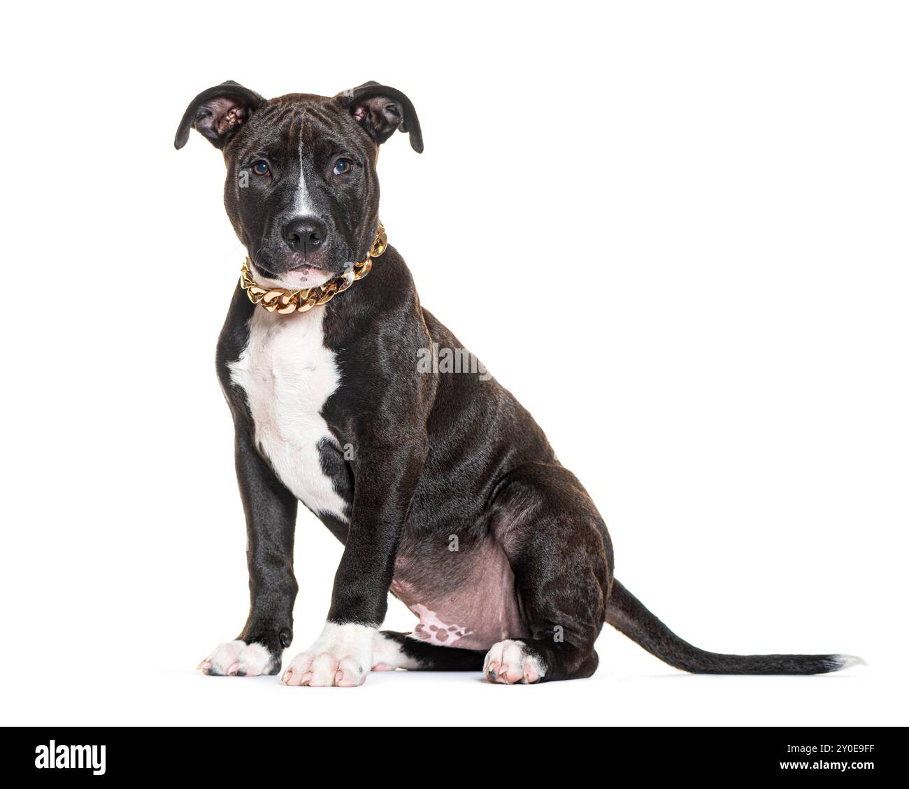 Pit Bull Hündchen mit goldenem Kettenkragen, 3 Monate alt, isoliert auf weiß Stockfoto