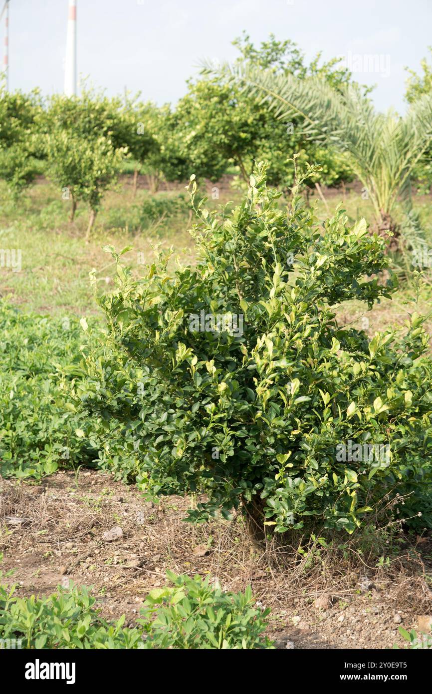 Üppiger Zitronenbaum Laden mit Früchten in grünem Obstgarten Stockfoto