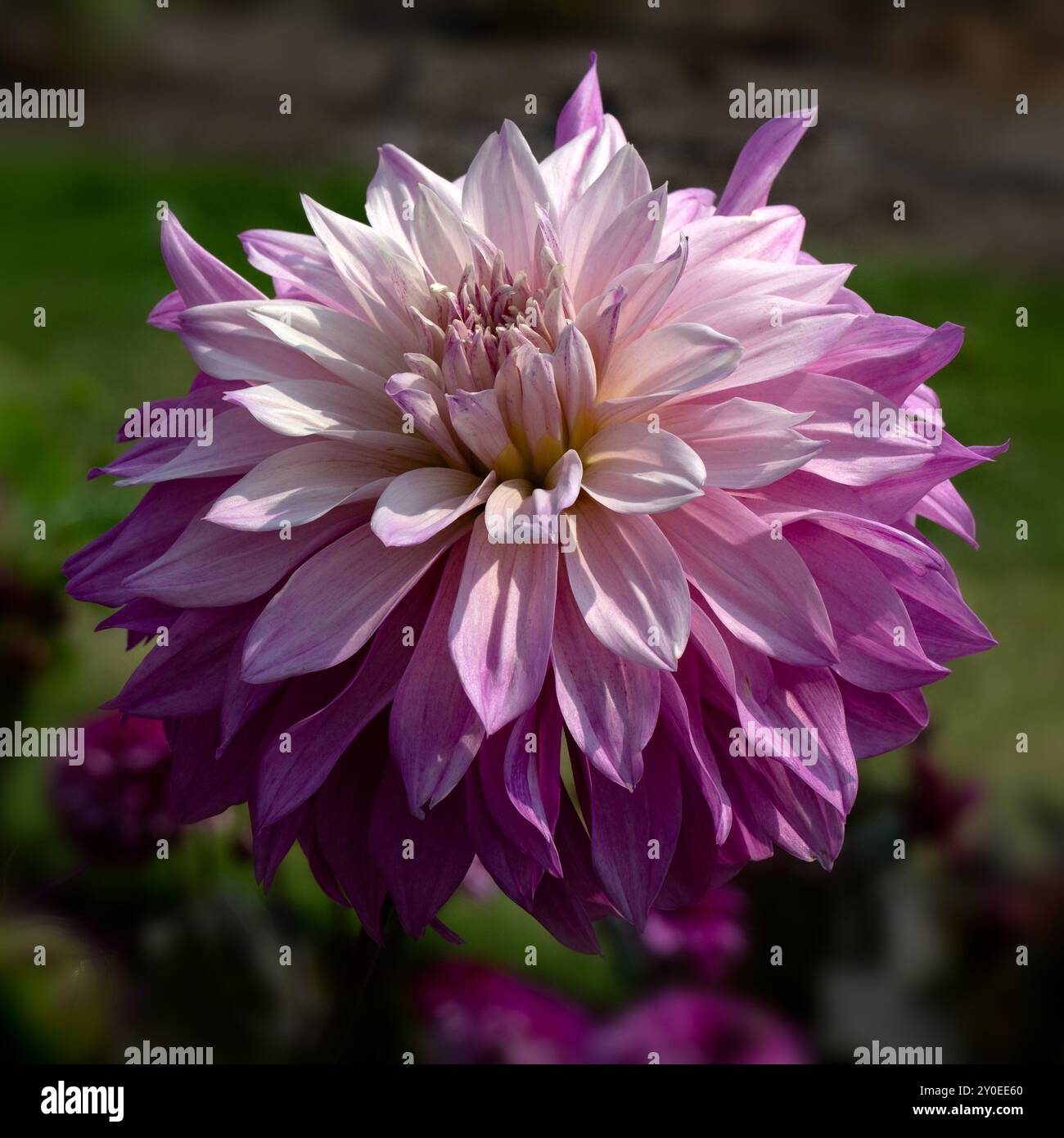 Nahaufnahme einer einzigen Blume von Dahlia 'Labyrinth Two Tone' in einem Garten im Sommer Stockfoto