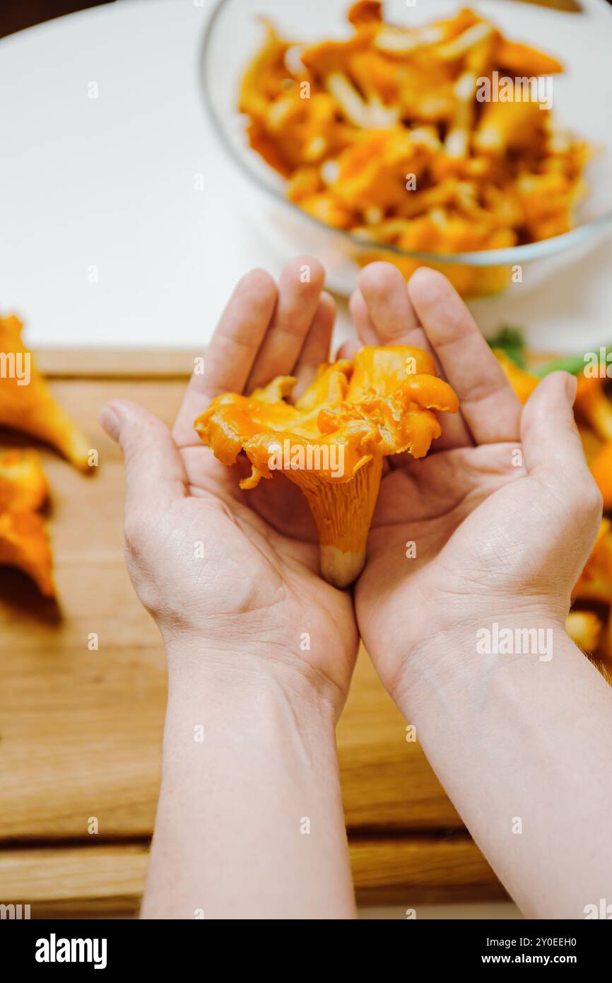 Hände Mit Frischem Chanterelle-Pilz Stockfoto