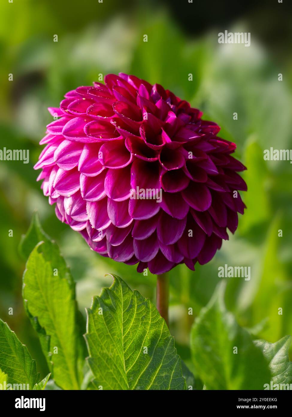 Nahaufnahme einer einzigen Blume von Dahlia 'Blyton Royal Velvet' in einem Garten im Spätsommer Stockfoto