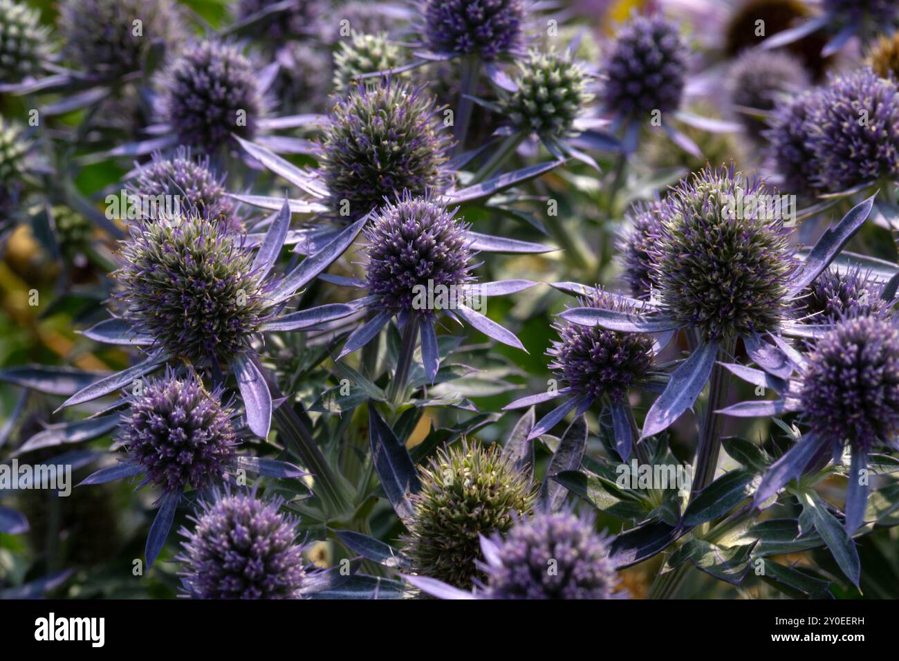 Nahaufnahme der Blumenabdeckungen von Eryngium planum „Magical Blue Globe“ in einem Garten im Sommer Stockfoto