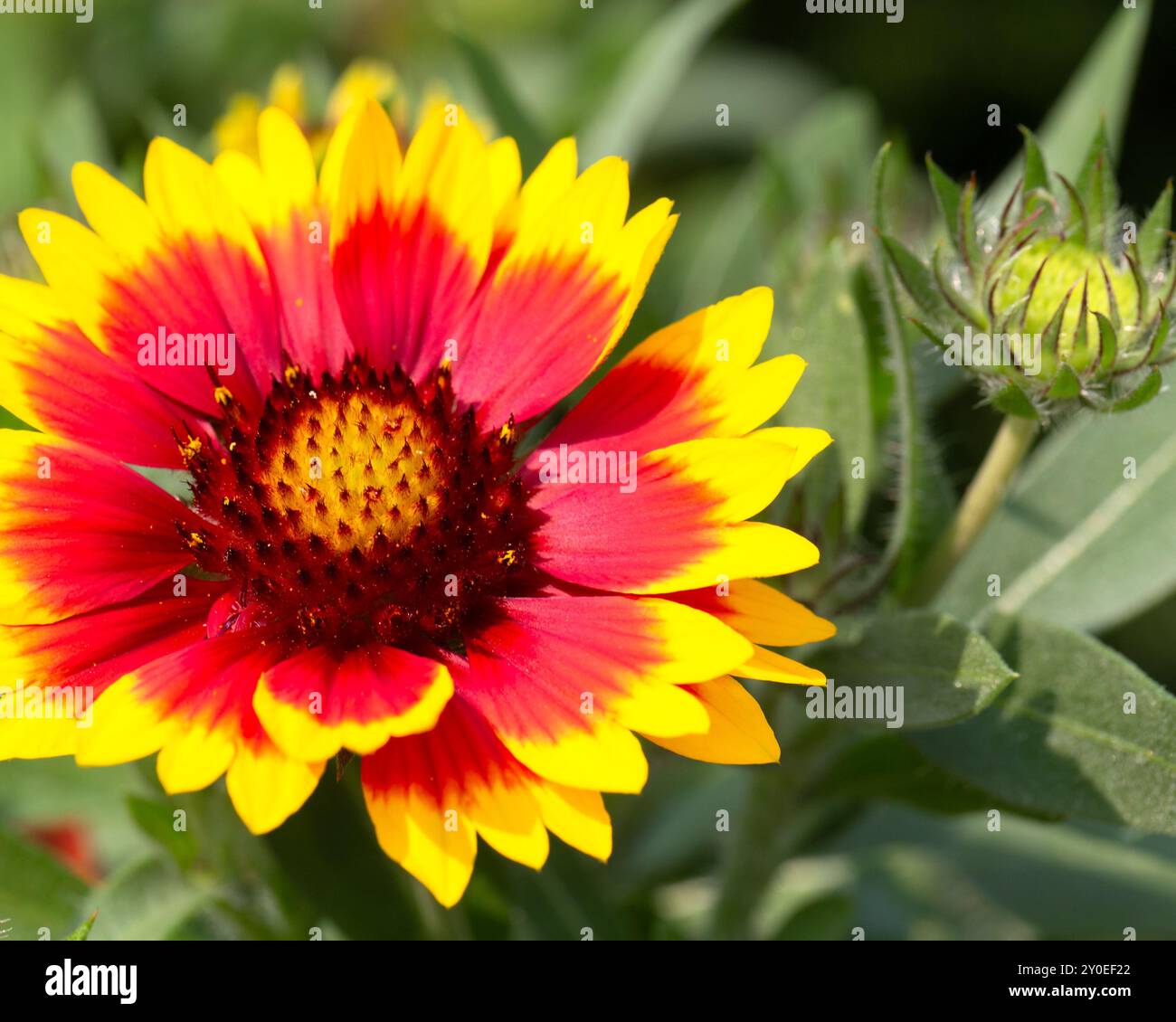 Nahaufnahme der Blume von Gaillardia x grandiflora Guapa 'Tango Bicolour' in einem Garten im Sommer Stockfoto