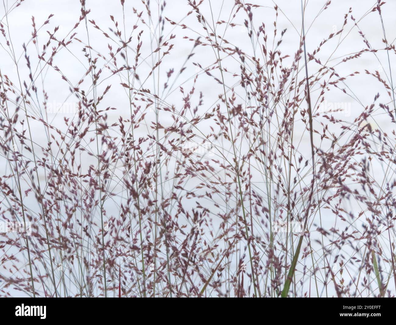 Panicum virgatum Ziergras-Panicle-Blütenstände. Die blühenden poaceae-Pflanzen stammen am graubewölkten Himmel. Grasblumen schweben im Stockfoto