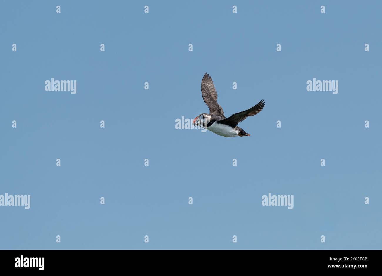 Puffin im Flug mit Sandaalen, Northumberland, England Stockfoto
