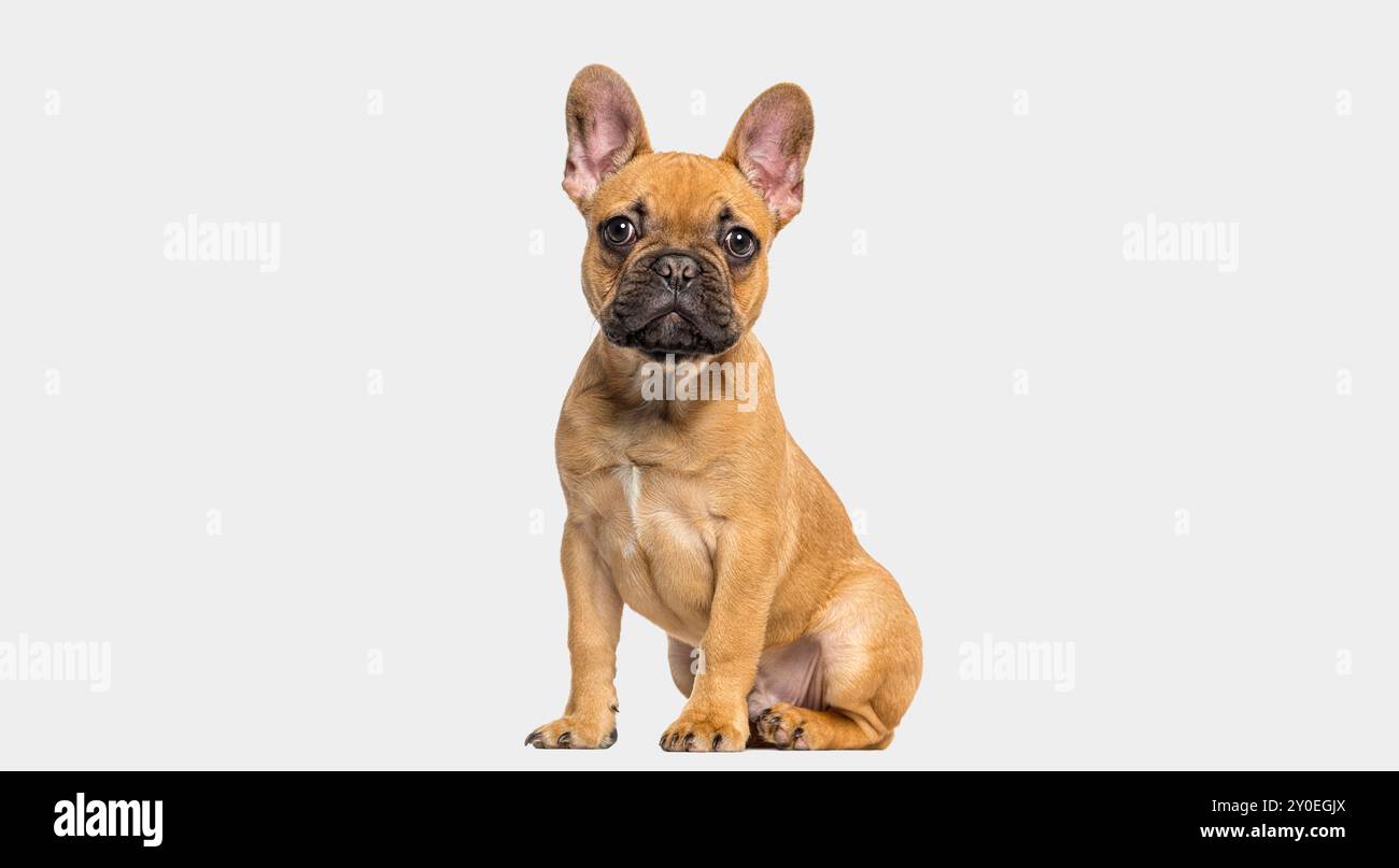 Französischer Bulldog-Welpe sitzend und starrend, 4 Monate alt, isoliert auf Grau Stockfoto