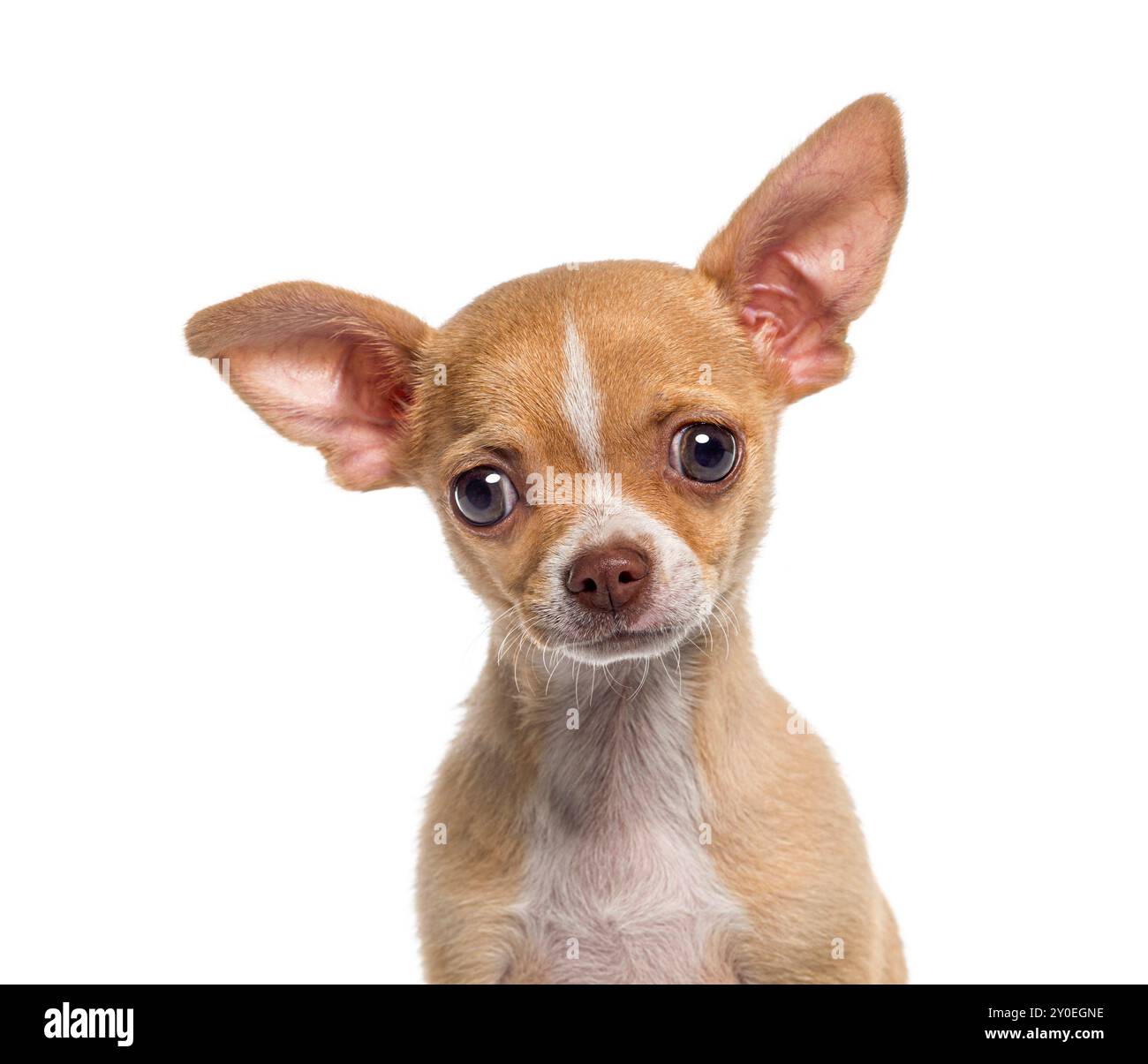 Kopf heiß von einem kleinen kurzhaarigen Chihuahua Welpen, Hündchen, 3 Monate alt, isoliert auf weiß Stockfoto