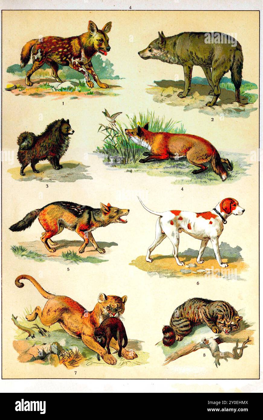 Tierreich. Vintage-farbige Illustration von Tieren. Russisches Reich. 1890-1910 1. Afrikanischer Wildhund 2. Wolf 3. Spitze 4. Fox 5. Goldener Schakal 6. Jagdhund 7. Cougar 8. Europäische Wildkatze Stockfoto