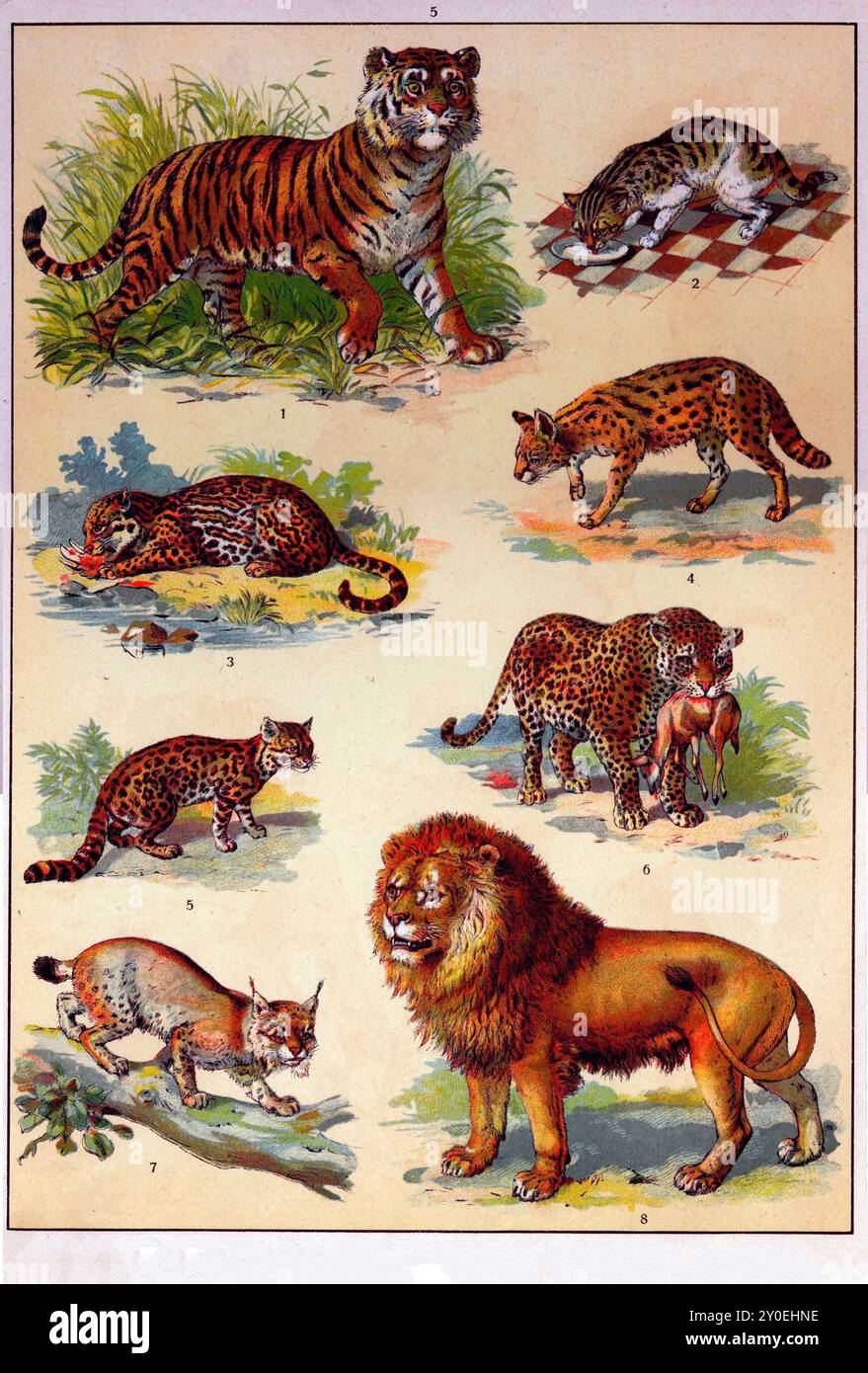 Tierreich. Vintage-farbige Illustration von Tieren. Russisches Reich. 1890-1910 1. Tiger 2. Hauskat 3. Ozelot 4. Serval 5. Oncilla, nördliche Tigerkatze, 6. Leopard 7. Eurasischer Luchs 8. Löwe Stockfoto