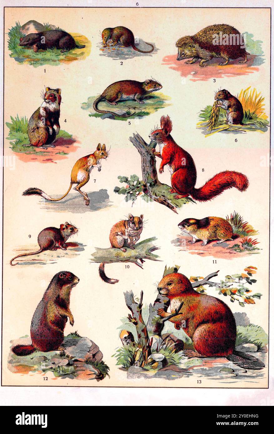 Tierreich. Vintage-farbige Illustration von Tieren. Russisches Reich. 1890-1910 1. Maulwurf 2. Spitzspitzel 3. Igel 4. Hamster 5. Passerine Ratte 6. Heft 7. Trikot 8. Eichhörnchen 9. Hausmaus 10. Gartenschlafzimmer 11. Lemming 12. Murmeltier 13. Biber Stockfoto