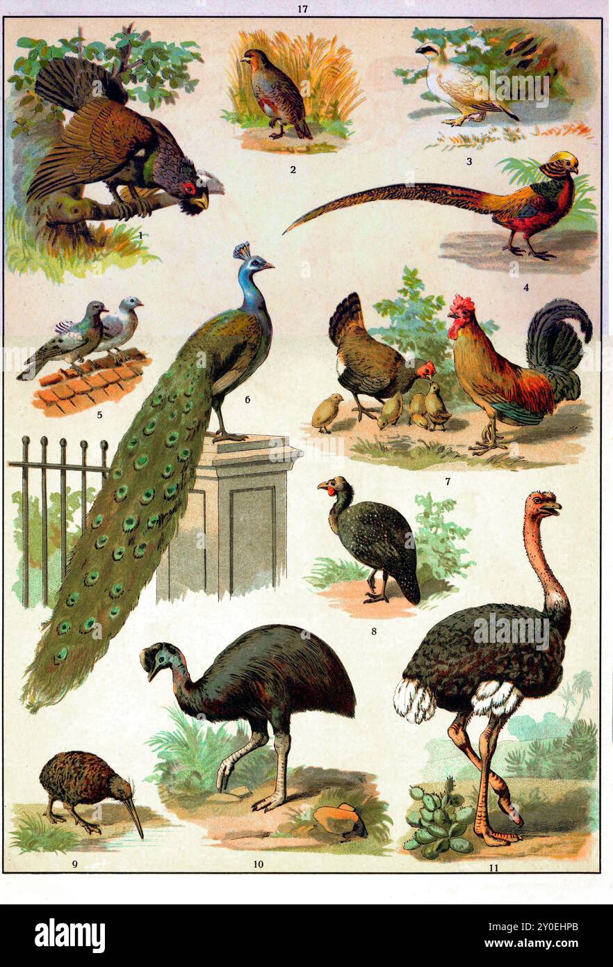 Tierreich. Illustration von Vögeln in Vintage-Farbe. Russisches Reich. 1890-1910 1. Auerhühner 2. Graues Rebhuhn 3. Willow Ptarmigan 4. Goldener Fasan 5. Haustaube 6. Pfau 7. Hahn und Hühner 8. Guineafowl mit Helm 9. Kiwi 10. Casuar 11. Strauß Stockfoto