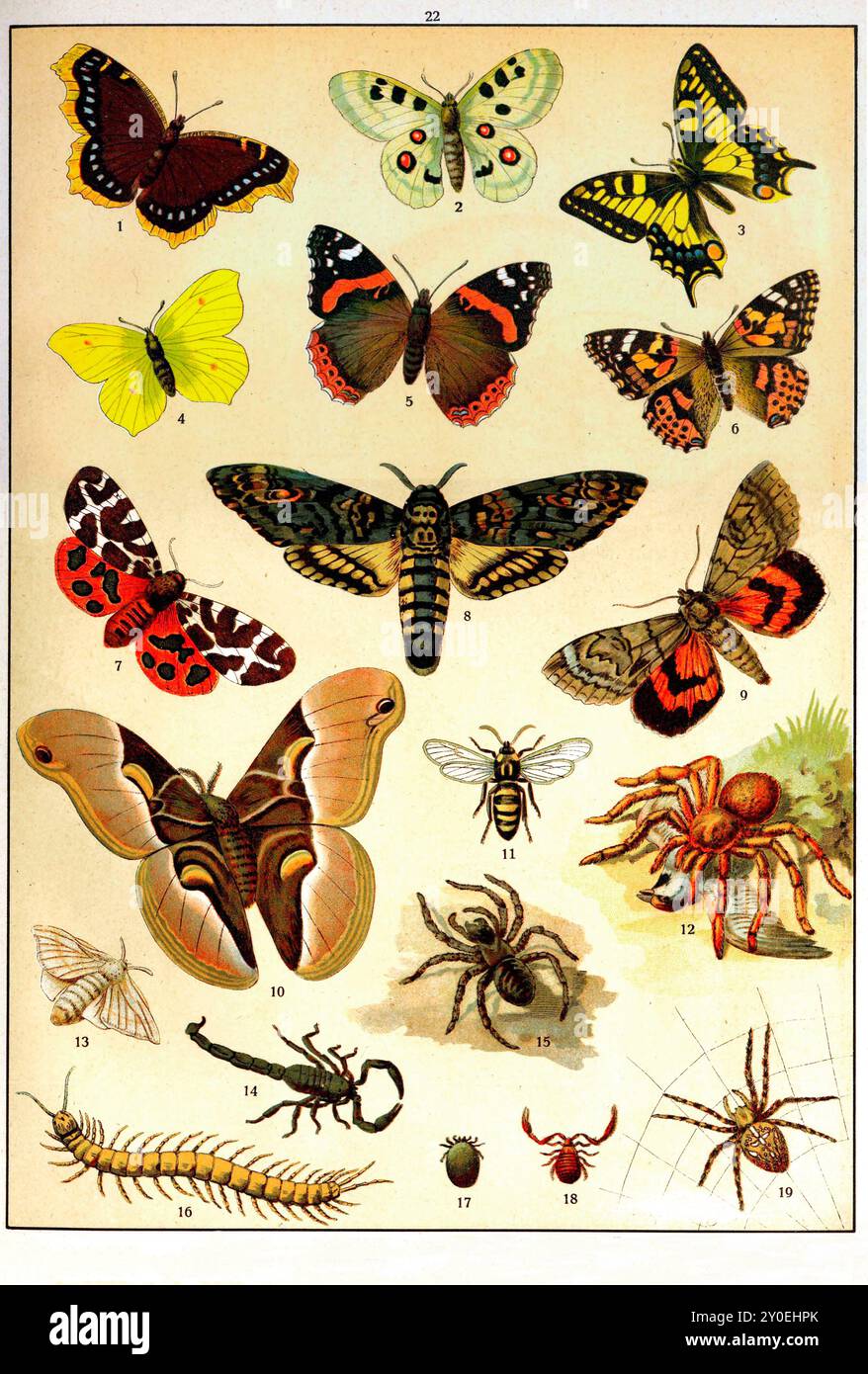 Tierreich. Vintage-Farbillustration von Insekten. Russisches Reich. 1890-1910 1. Trauermantel (USA); Camberwell Beauty (UK) 2. Apollo-Schmetterling 3. Papilio machaon; Alte Welt Schwalbenschwanz; gewöhnlicher gelber Schwalbenschwanz; Schwalbenschwanz 4. Gemeinsamer Schwefel 5. Vanessa atalanta; Roter Admiral 6. Vanessa cardui; bemalte Dame; Cosmopolitan (USA) 7. Rubintiger 8. Das Totenkopf-Falkmut 9. Rote Unterflügel 10. Ailanthus-Seidenmut 11. Schmal umrandete Bienenfalenmotte 12. Tarantel 13. Hausseidenmotten 14. Skorpion 15. Lycosa, echte Tarantel 16. Scolopendra 17. Milbe 18. Haus Pseudoskorpion 19. Araneus, europäisches Ga Stockfoto