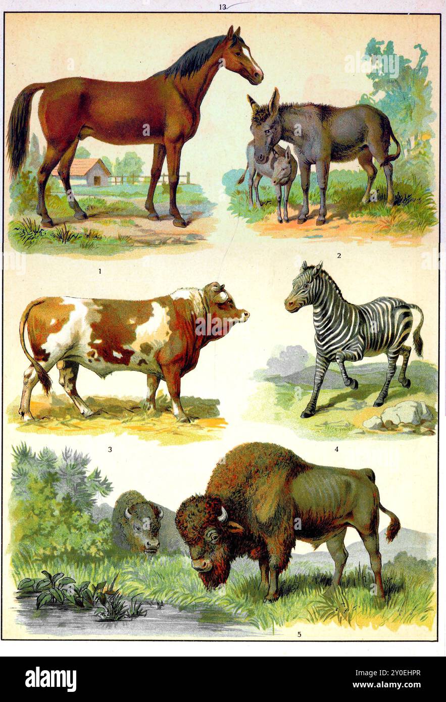 Tierreich. Vintage-farbige Illustration von Tieren. Russisches Reich. 1890-1910 1. Pferd 2. Esel 3. Bull 4. Zebra 5. Büffel Stockfoto