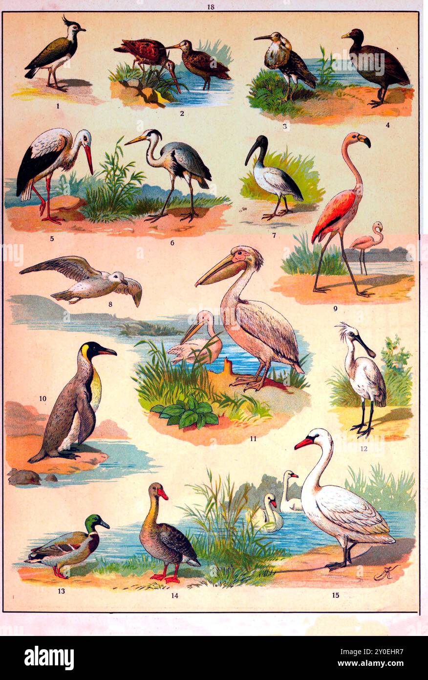 Tierreich. Illustration von Vögeln in Vintage-Farbe. Russisches Reich. 1890-1910 1. northern Lapwing, Peewit, Pewit, Tuit, Tewit, grüner Plover 2. Watvögel, Ufervögel 3. Ruff Bird 4. Gewöhnliches Moorhen, Wasserhähnchen oder Sumpfhähnchen 5. Storch 6. Heron 7. Ibis 8. Gull 9. Flamingo 10. Pinguin 11. Pelican 12. Sandpiper mit Löffelschnabel 13. Ente 14. Gans. 15. Schwan Stockfoto
