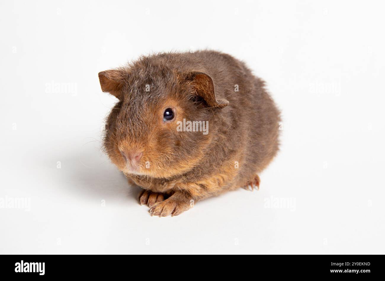 Meerschweinchen oder Meerschweinchen, Cavia porcellus, bekannt als Cavy oder Domestic Cavy. Die Rasse heißt Teddy, süßes Fuzzy-Tier. Studio-Aufnahme. Stockfoto