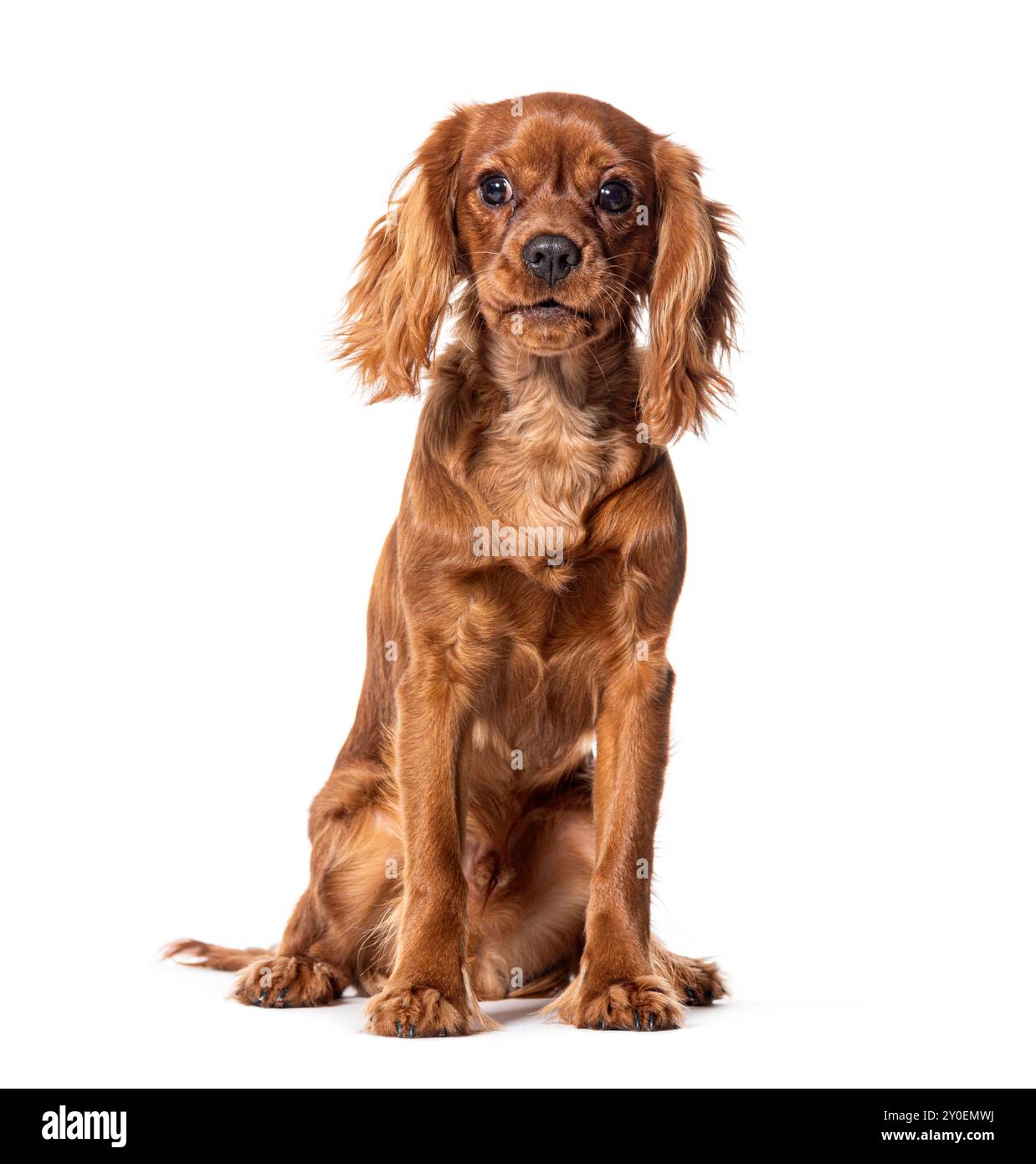 Sitzender Kavalier König Charles, isoliert auf weiß Stockfoto