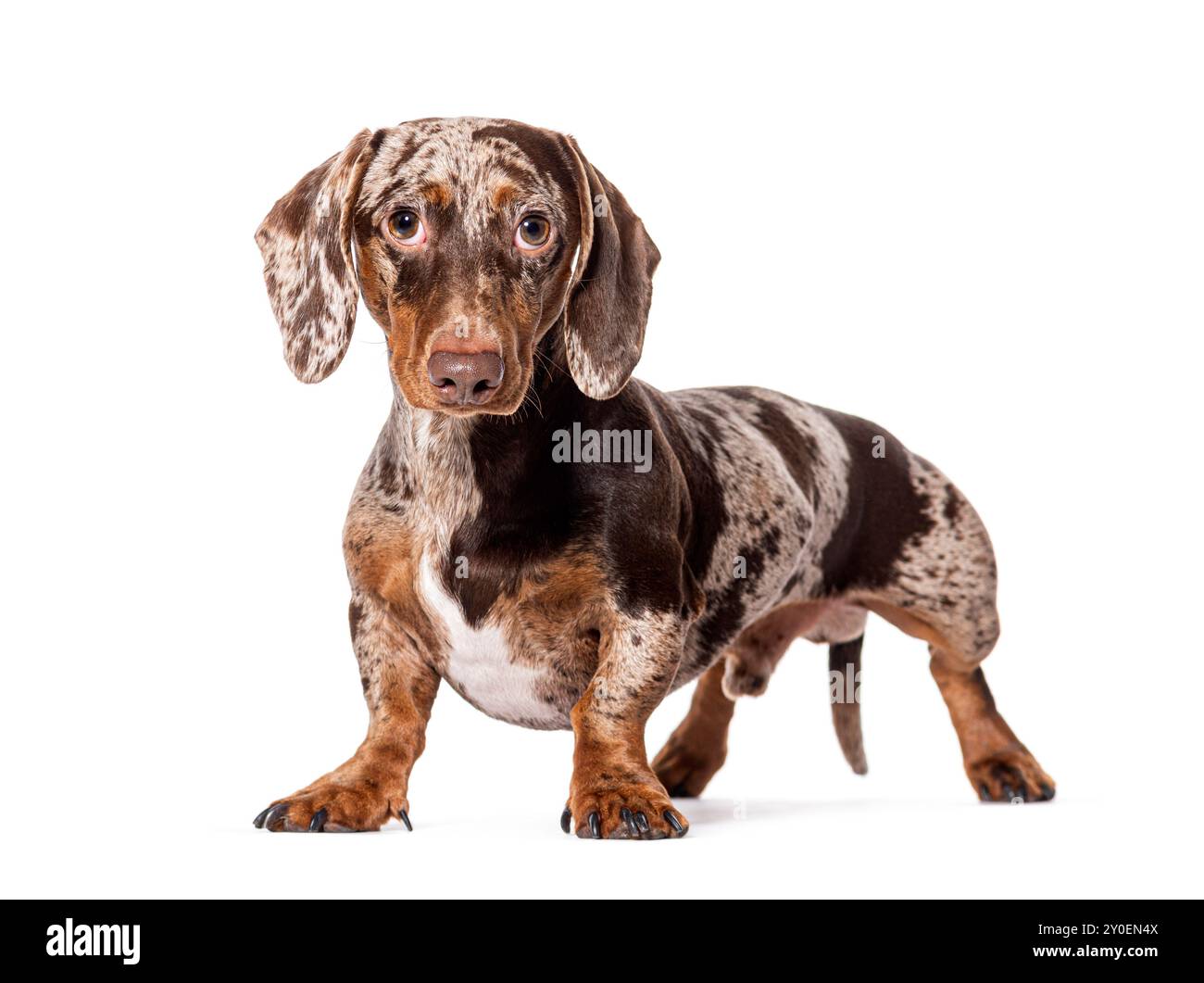 Red Merle Dachshund steht vorne, isoliert auf weiß Stockfoto