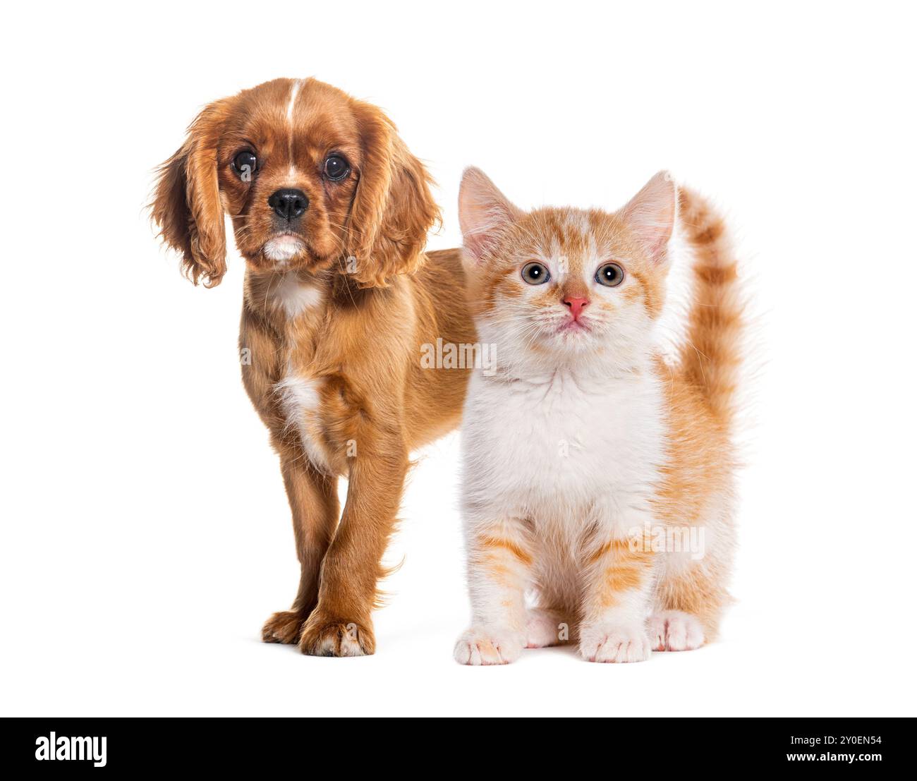 Cavalier King charles Spaniel Welpe und Ingwerkätzchen stehen auf weißem Hintergrund Stockfoto