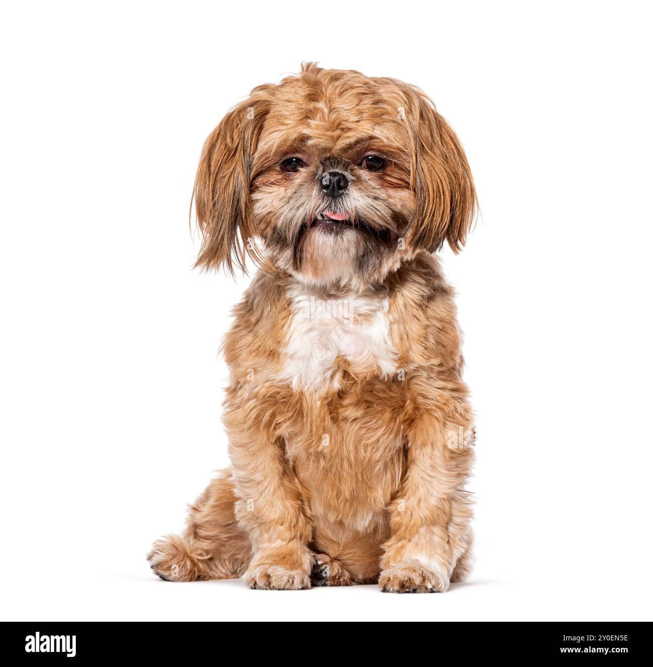 Shih Tsu, isoliert auf weiß Stockfoto