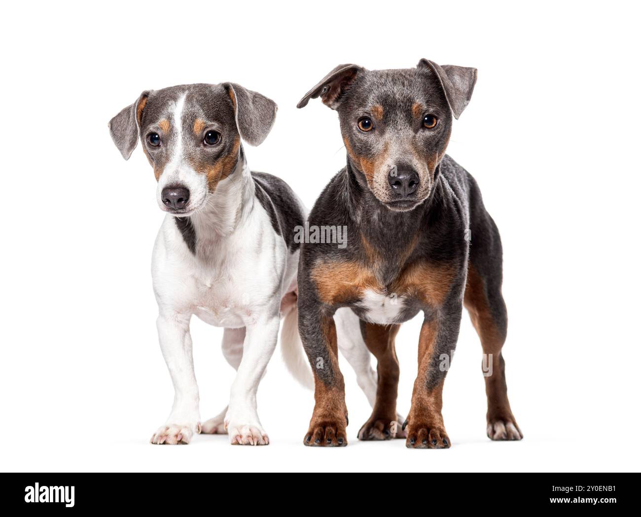 Zwei junge Jack Russell Terrier, die auf die Kamera schauen, isoliert auf weiß Stockfoto