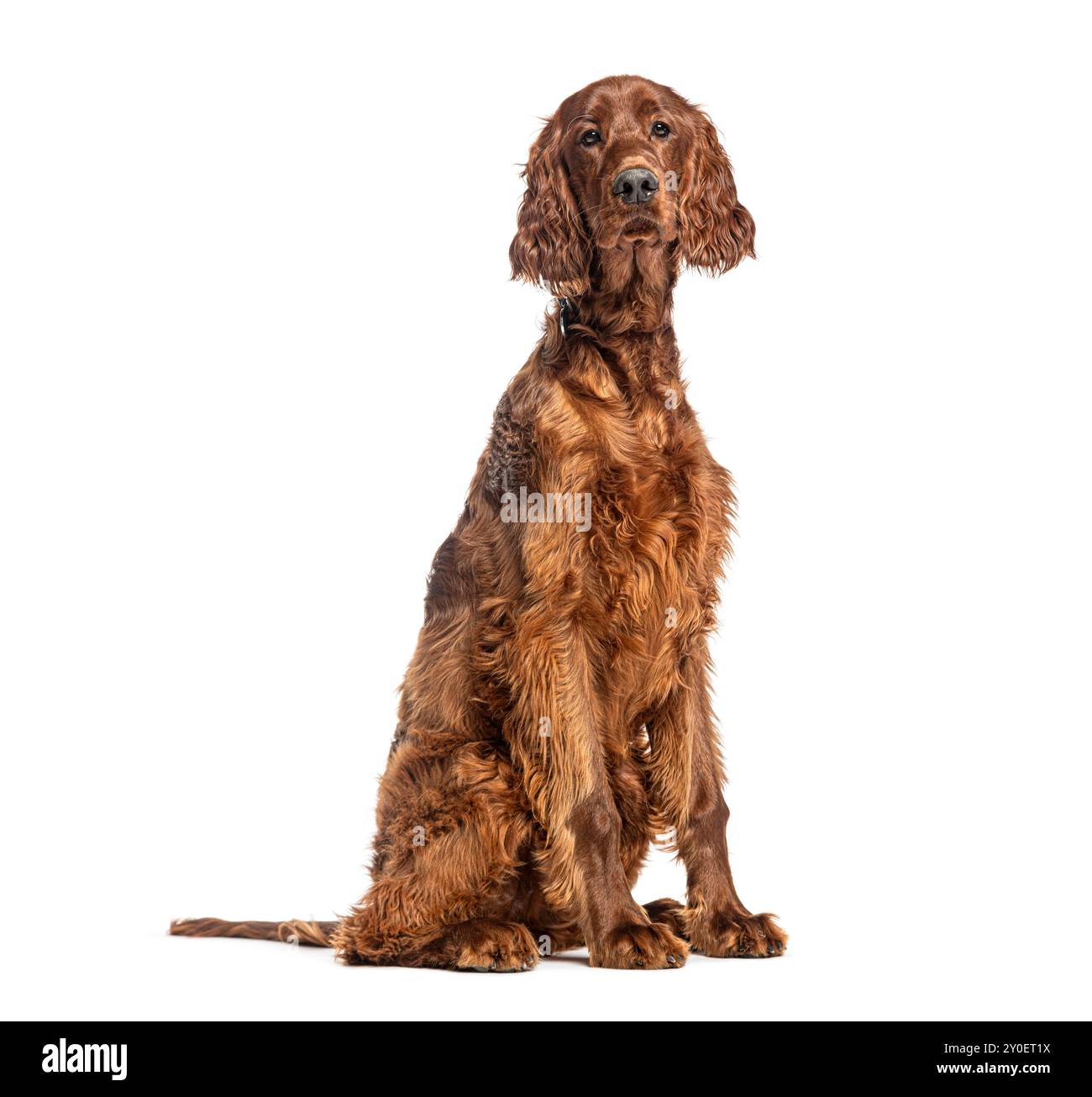 Sitzender irischer Setter, der in die Kamera schaut, isoliert auf weiß Stockfoto