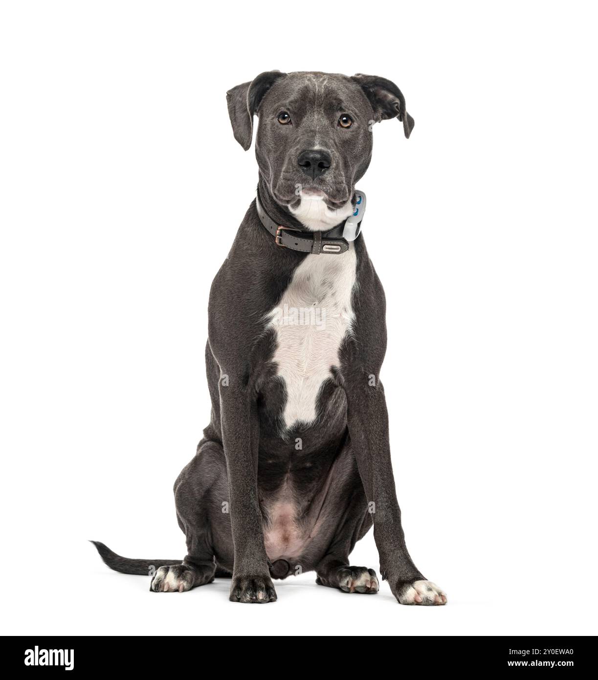 Mongrel trägt ein Hundehalsband, isoliert auf weiß Stockfoto