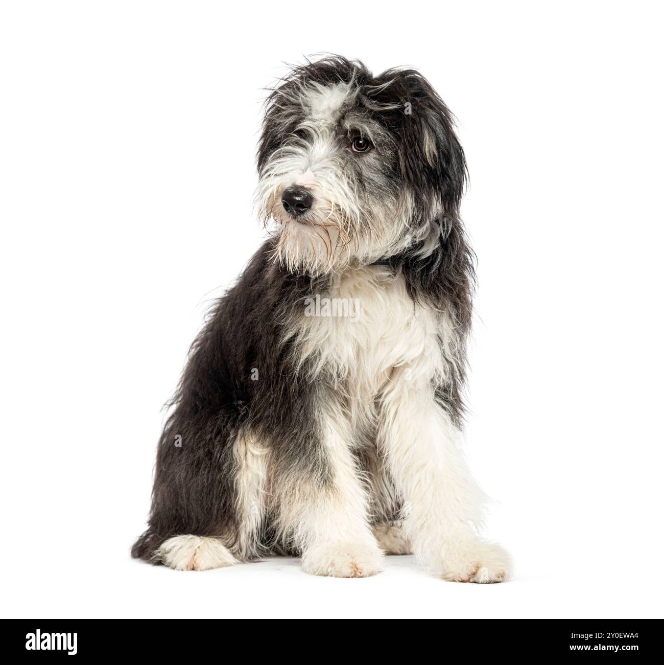 Porträt eines dreckigen sitzenden Bearder-Collie-Hundes, der mit einem Auge durch sein zotteliges langes Haar in die Kamera schaut Stockfoto